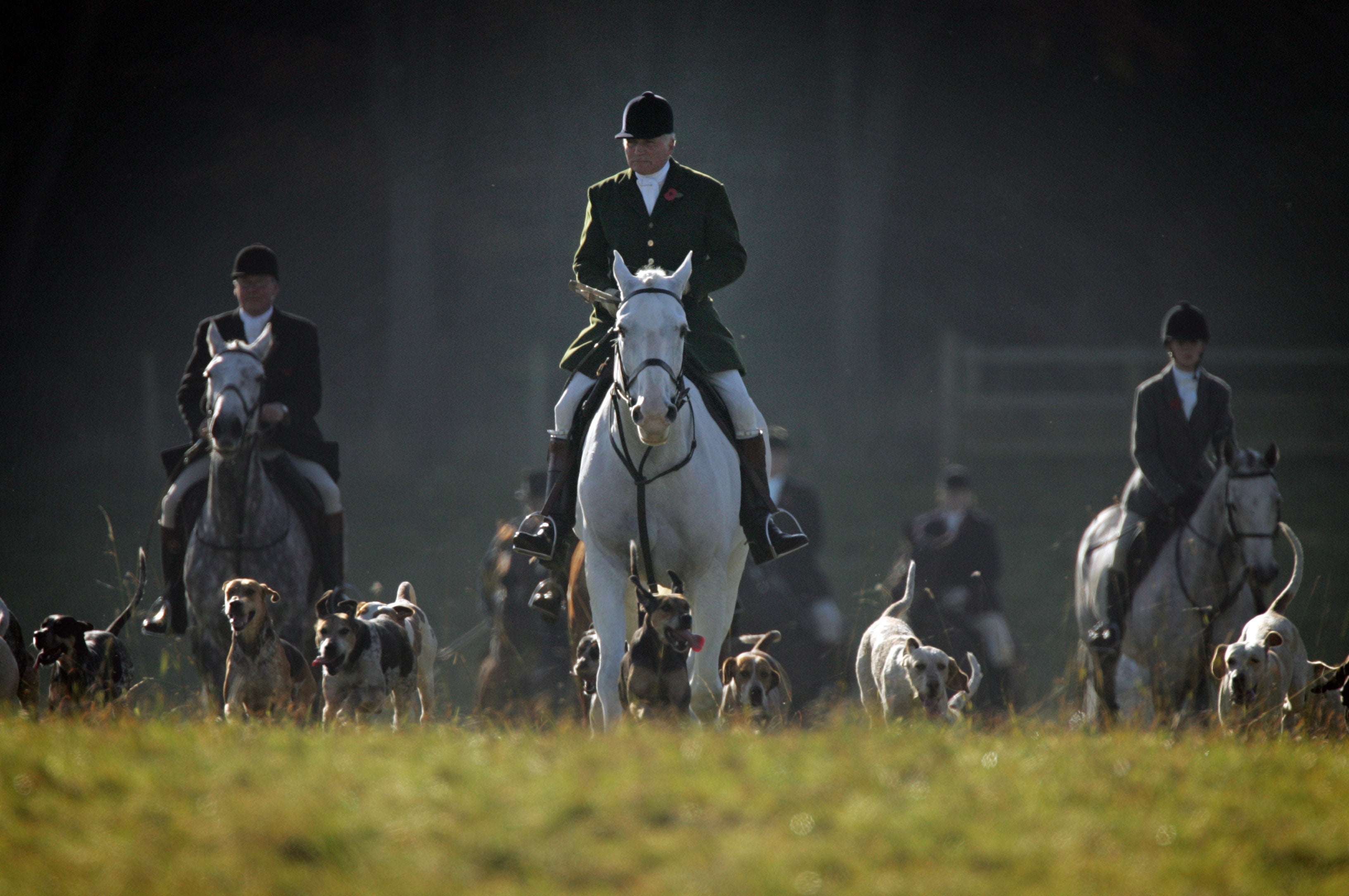 Labour is pressuring to ban foxhunting for good