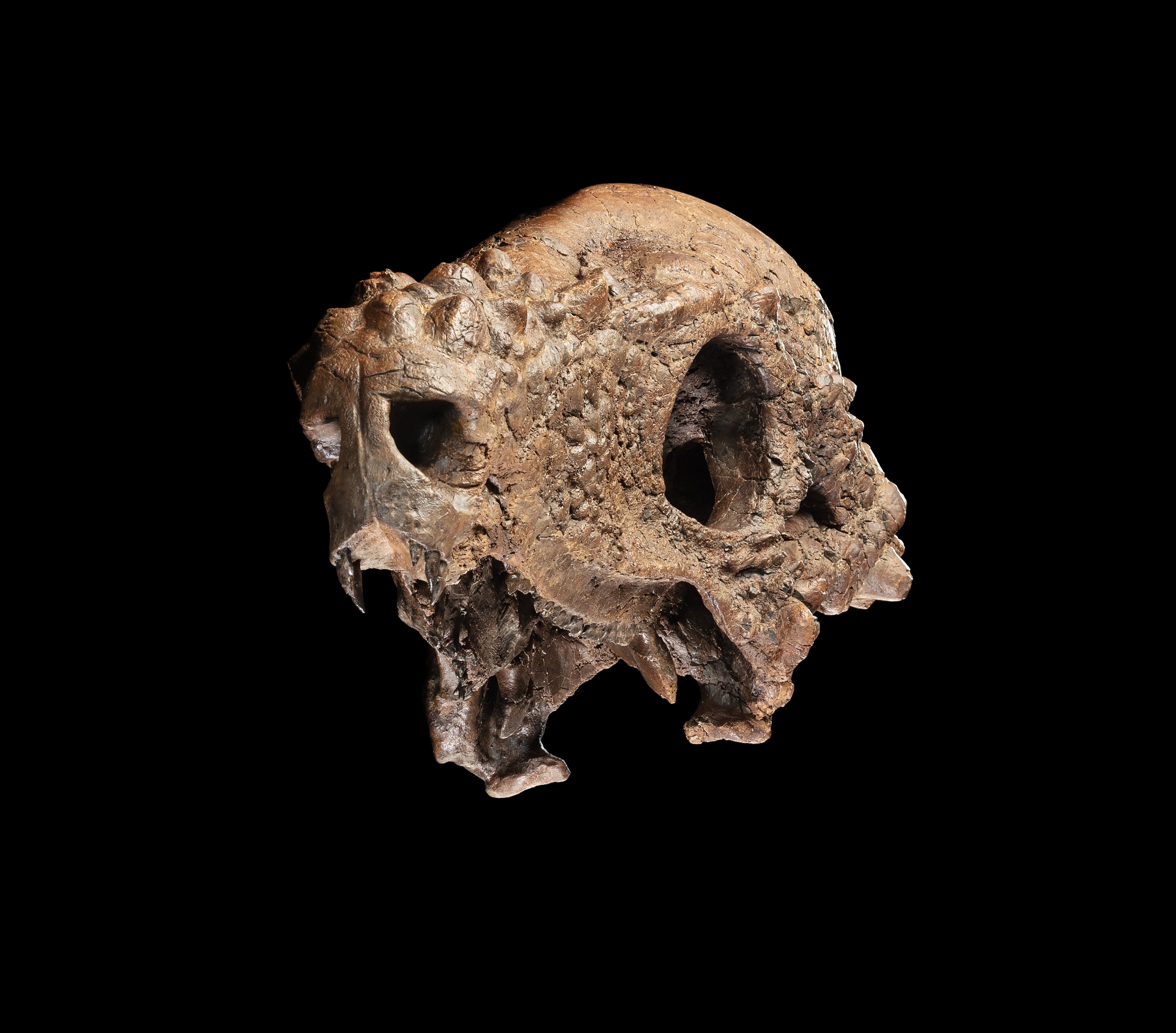 The well-preserved Pachycephalosaurus skull was found in rocks of the Hell Creek Formation in 2024