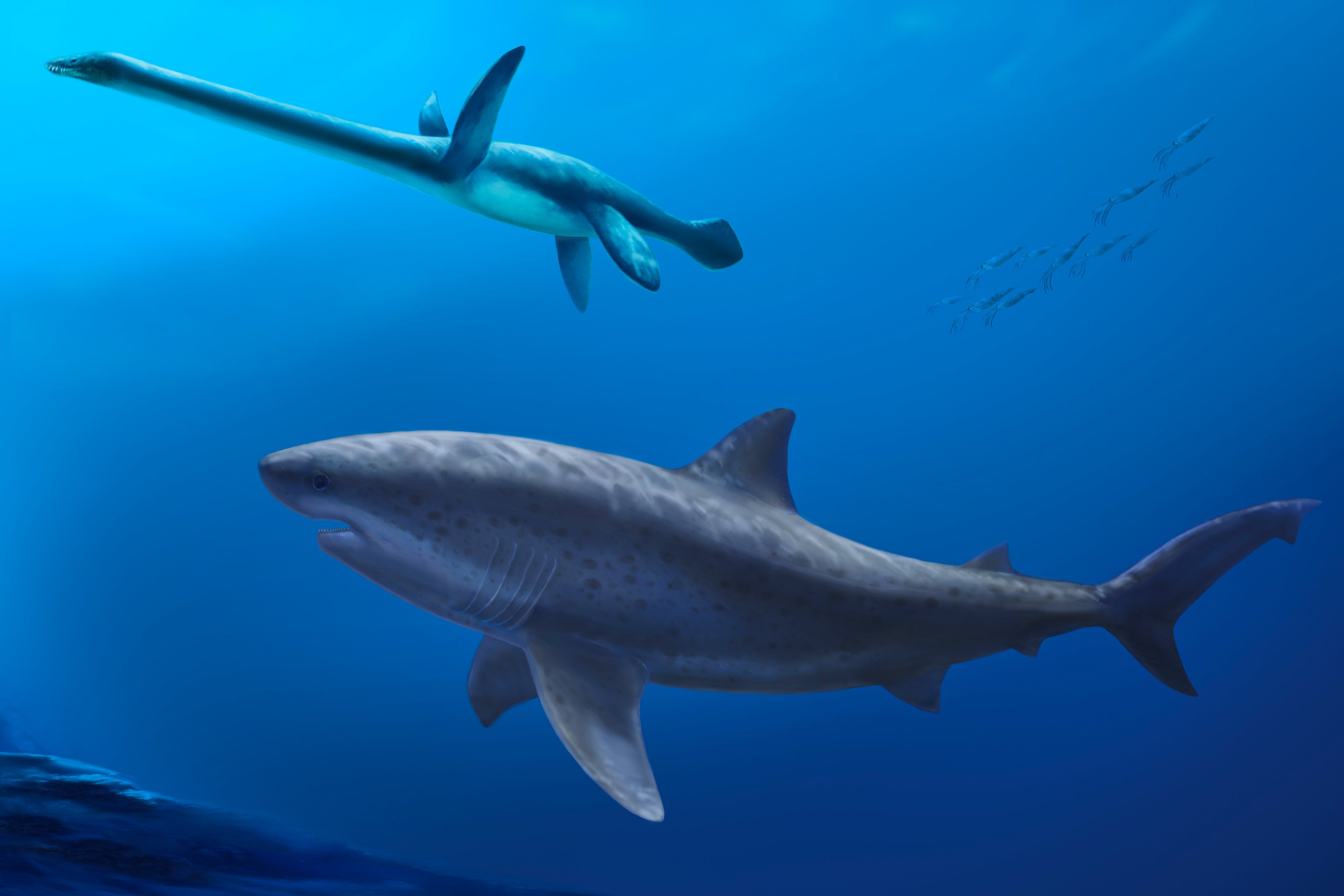 A illustration made in Sept. 3, 2025, of a gigantic 8 meter (26 foot) long mega-predatory lamniform shark swimming beside a long-necked plesiosaur in the seas off Australia 115 million years ago. (Pollyanna von Knorring/Swedish Museum of Natural History via AP)
