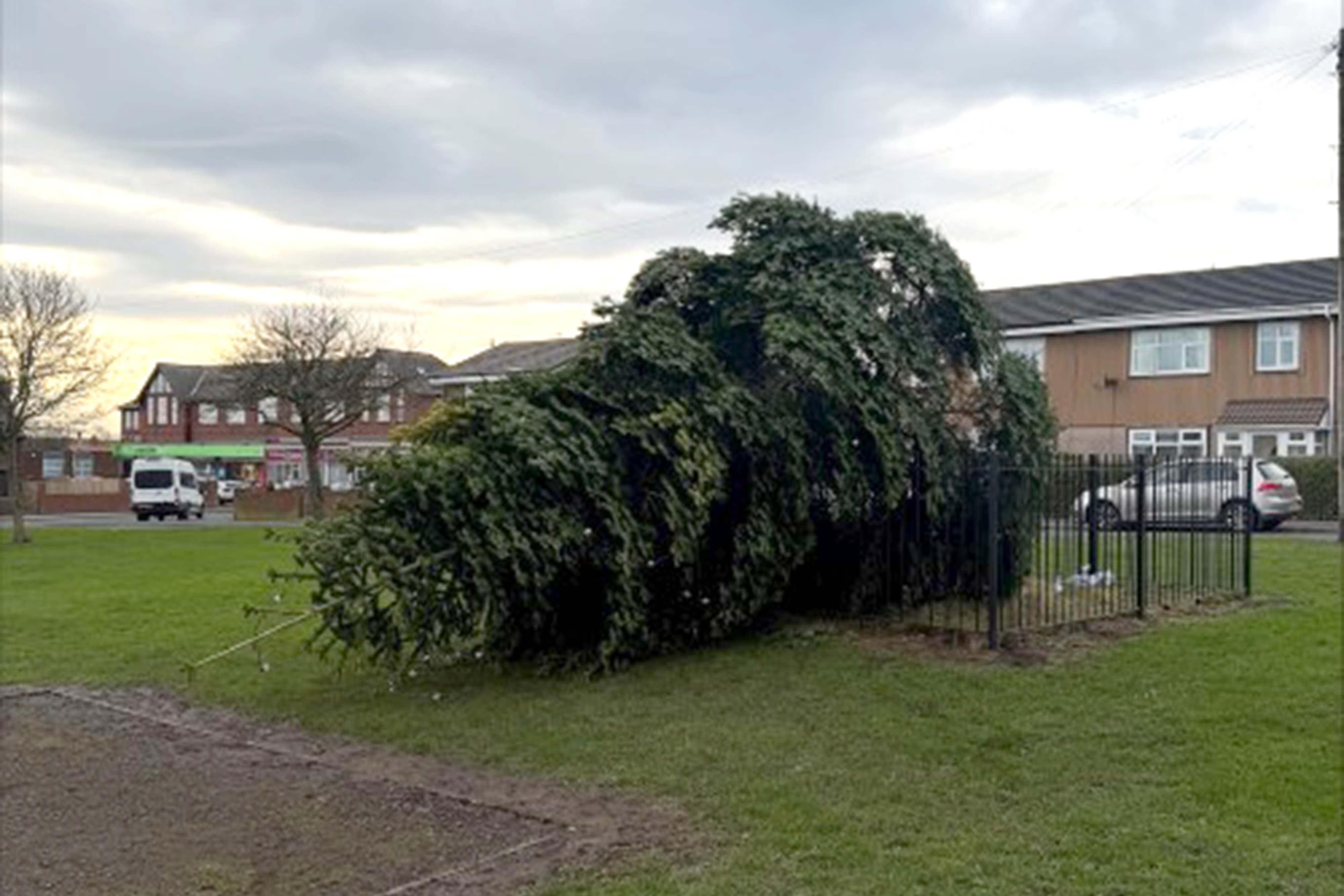 A felled Christmas tree in Shotton Colliery (Durham Police/PA)