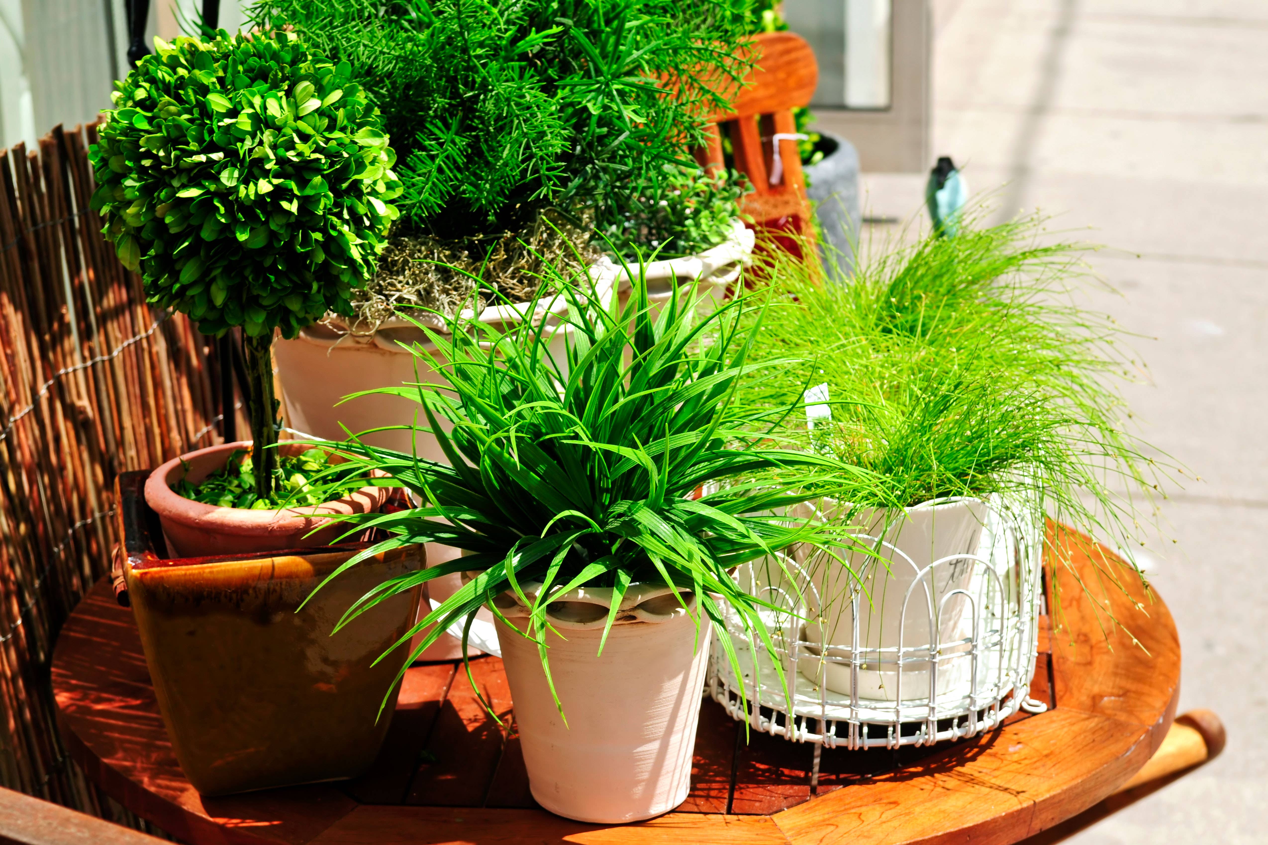 Houseplants are set to migrate outside as a result of hotter summers