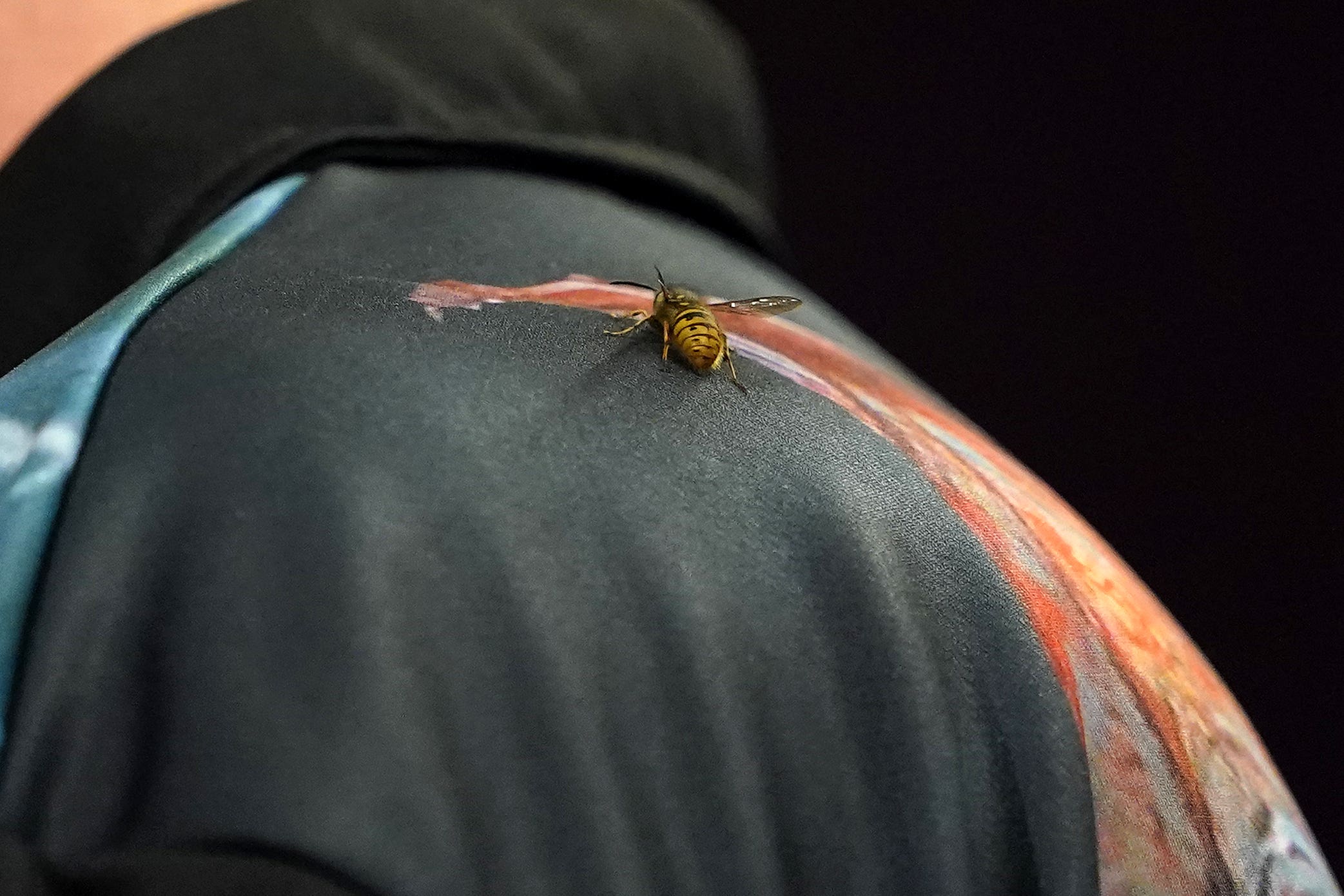 <p>The Ally Pally Wasp has been a frequent visitor at this year’s World Darts Championship (Zac Goodwin/PA)</p>