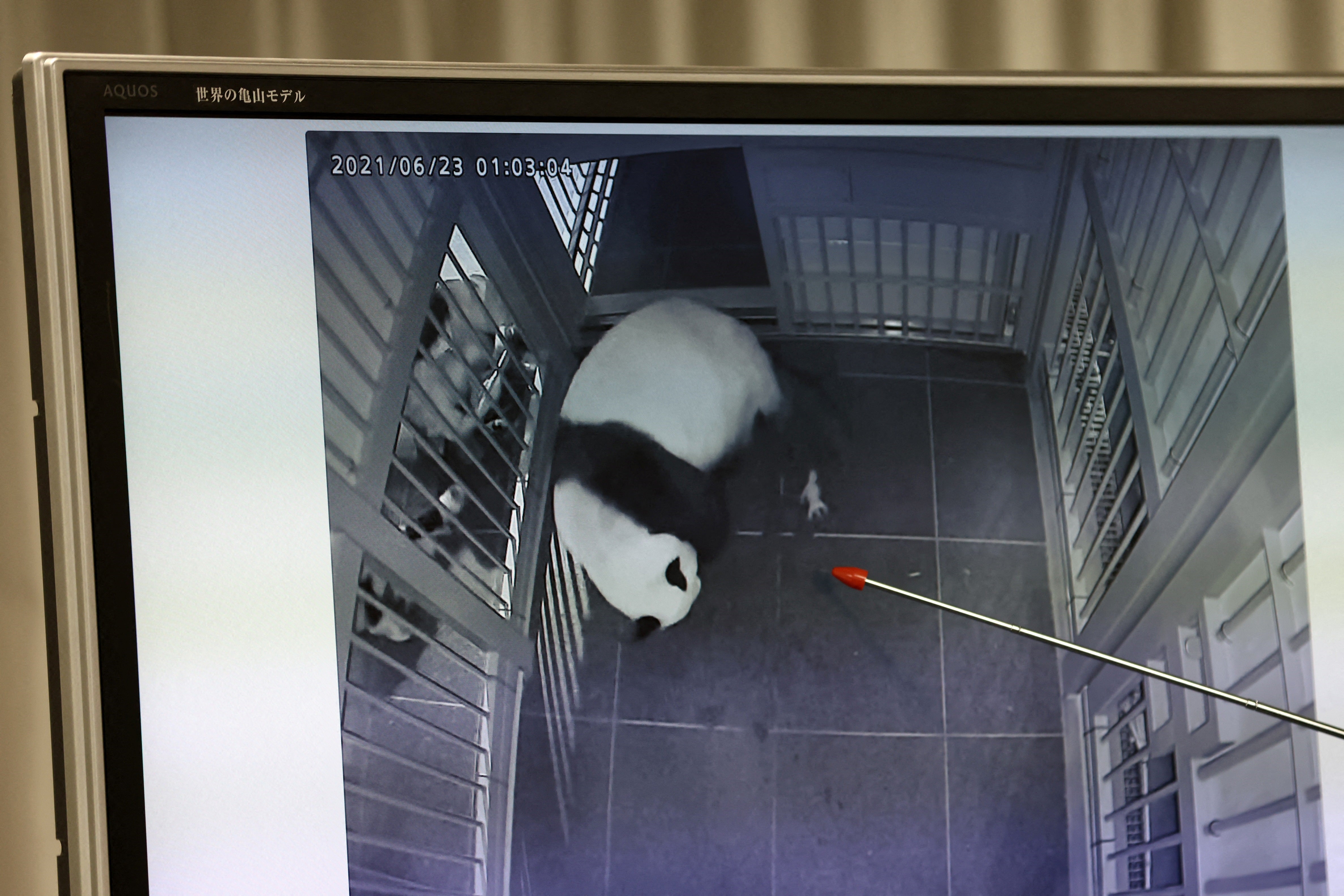<p>Staff at Ueno Zoo show an image of giant panda Shin Shin giving birth on 23 June 2021</p>