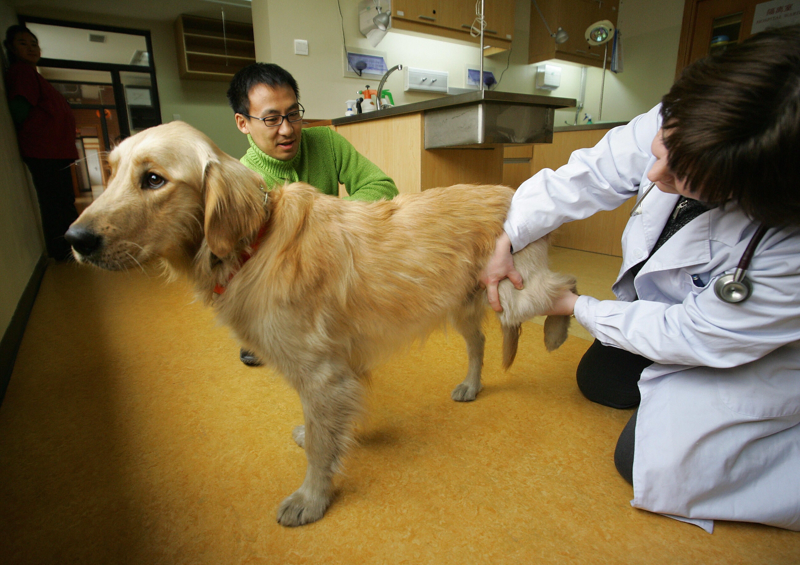 Since dogs rely on their owners for everything from food to medical care, one owner has argued that the IRS needs to change their legal standings.