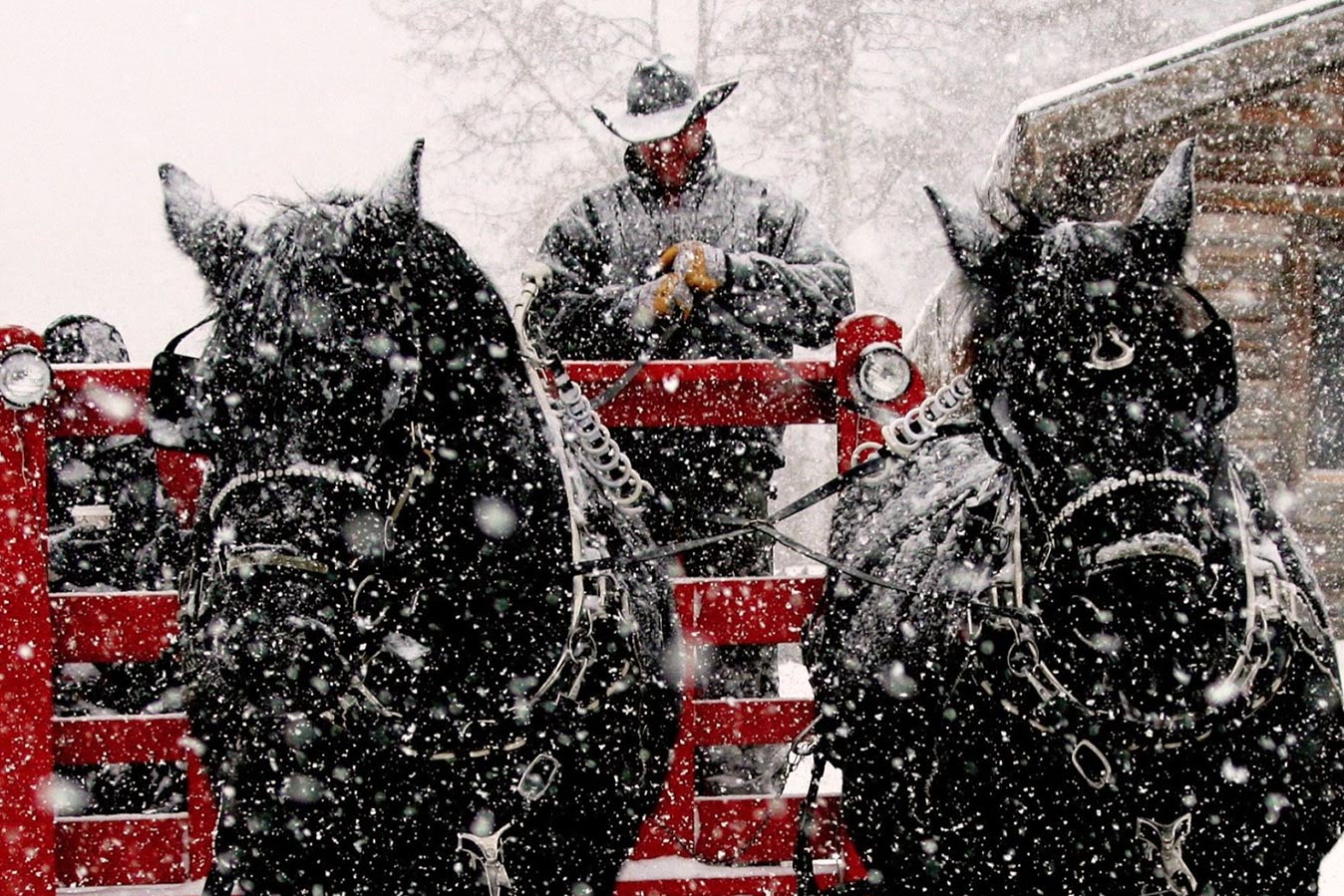 You've been sleighed: Clydesdale horses in Colorado