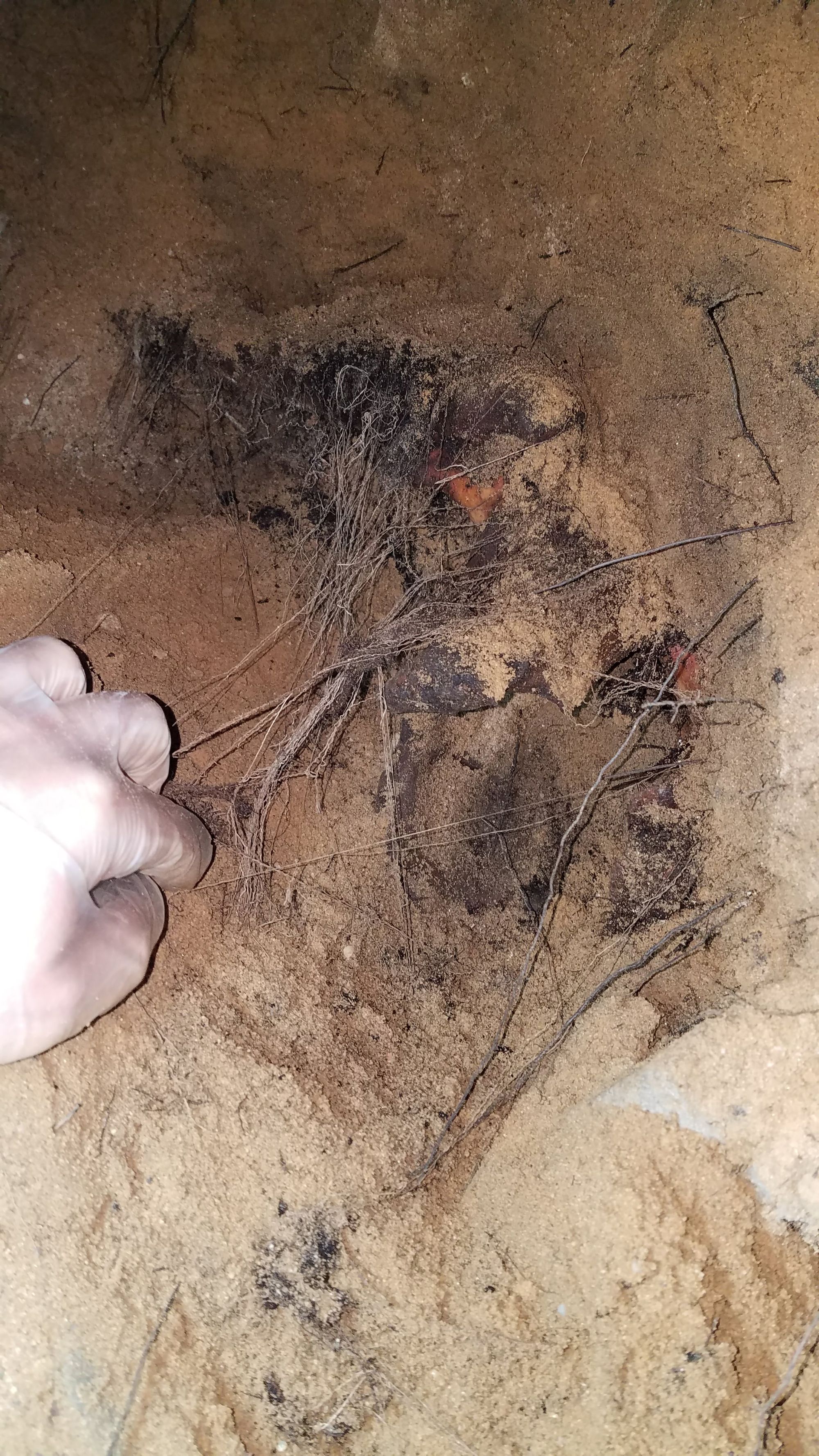 A close up of one of Mike Carroll’s son’s hands finding clothing fibers in the hole he's dug in the basement of the Long Island home