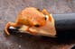 Scientists discover orange toad species so tiny it can fit on pencil tip