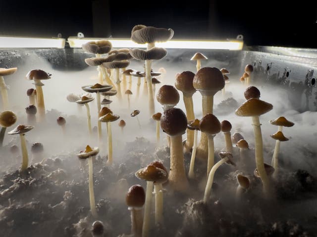 <p>Psilocybin mushrooms stand ready for harvest</p>