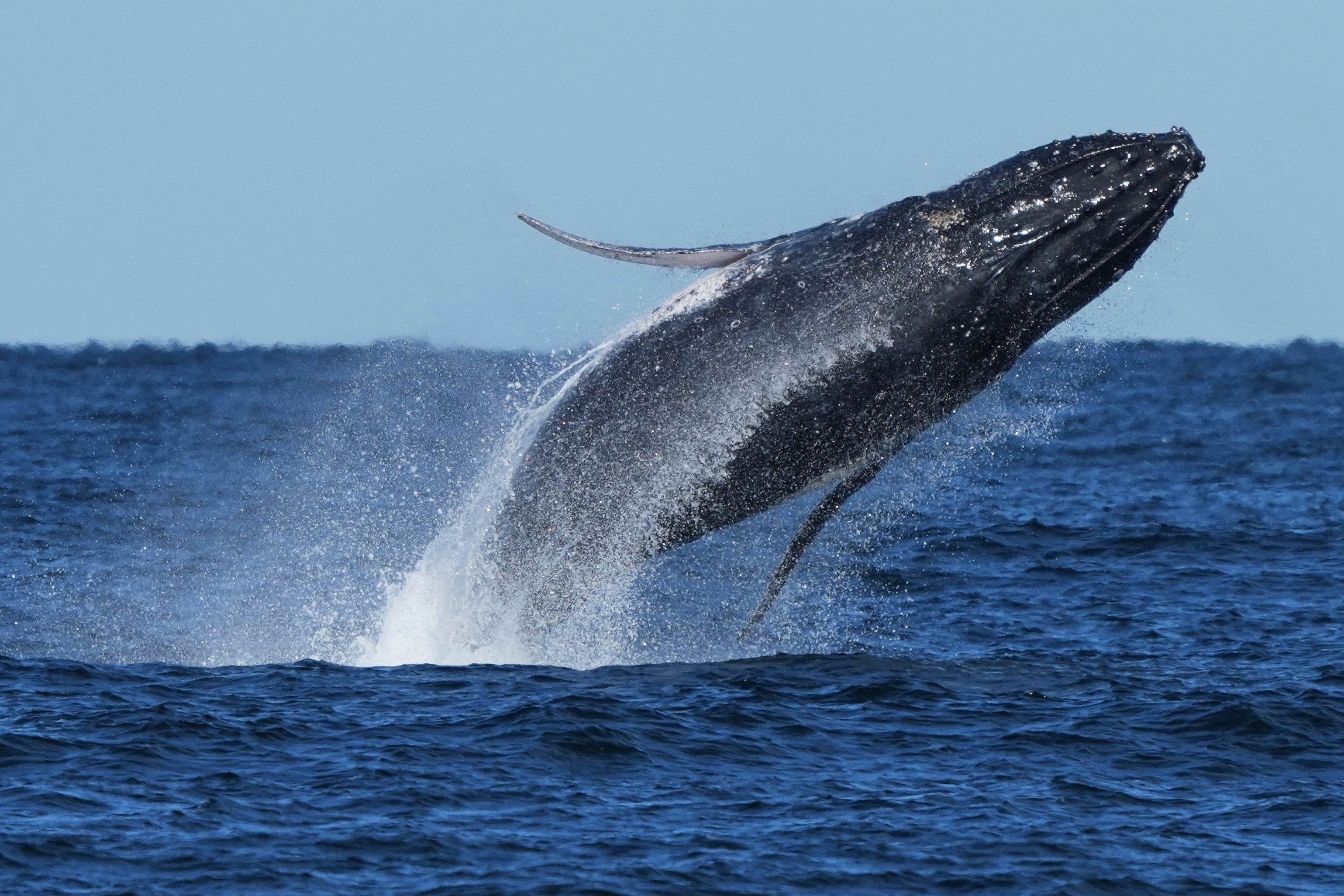 A humpback whale breaches off the coast of Port Stephens north of Sydney, Australia