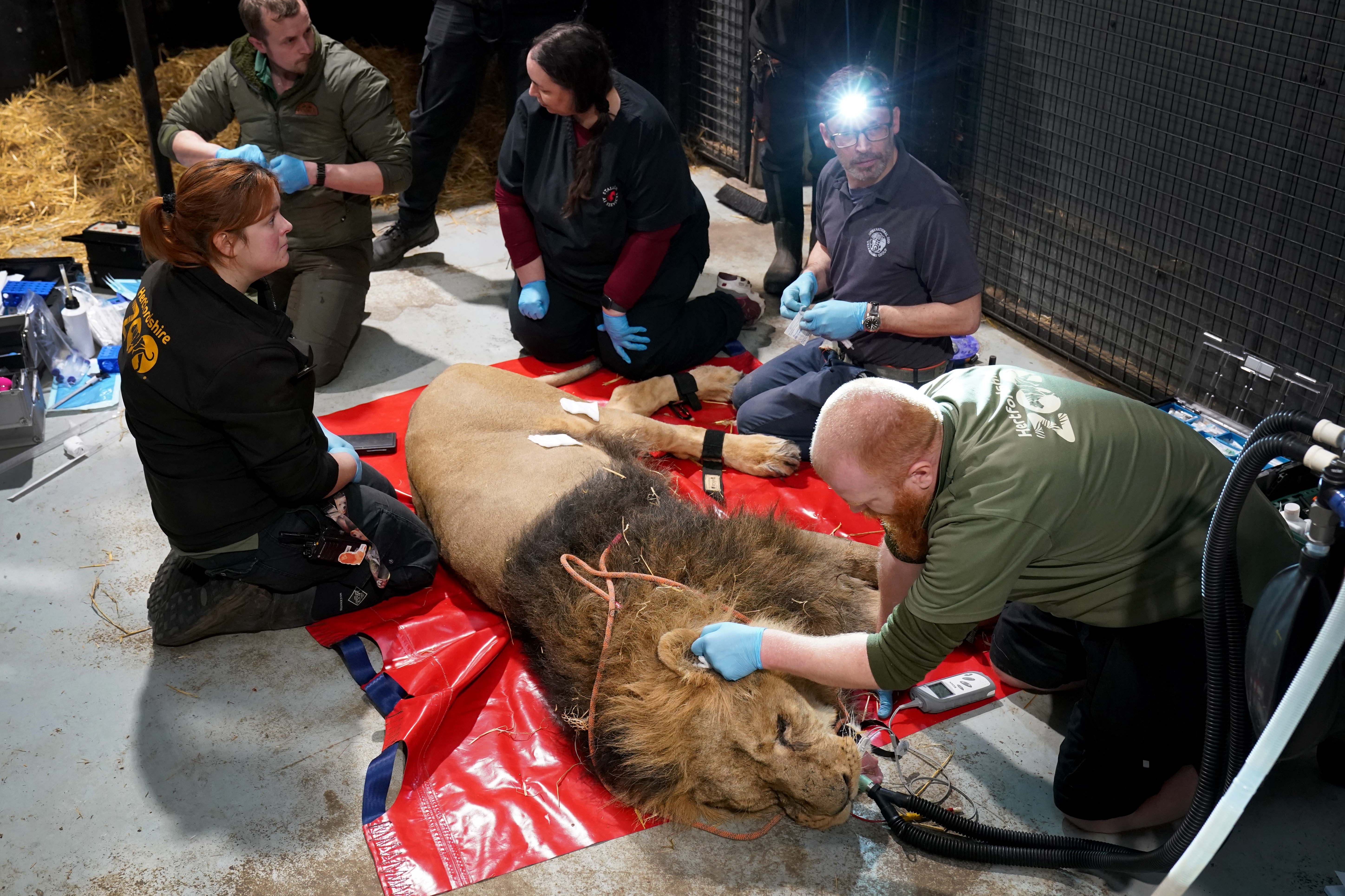 Sahee, a male Asiatic lion is cared for by vets and big cat specialists as he undergoes general anaesthetic (Gareth Fuller/PA)