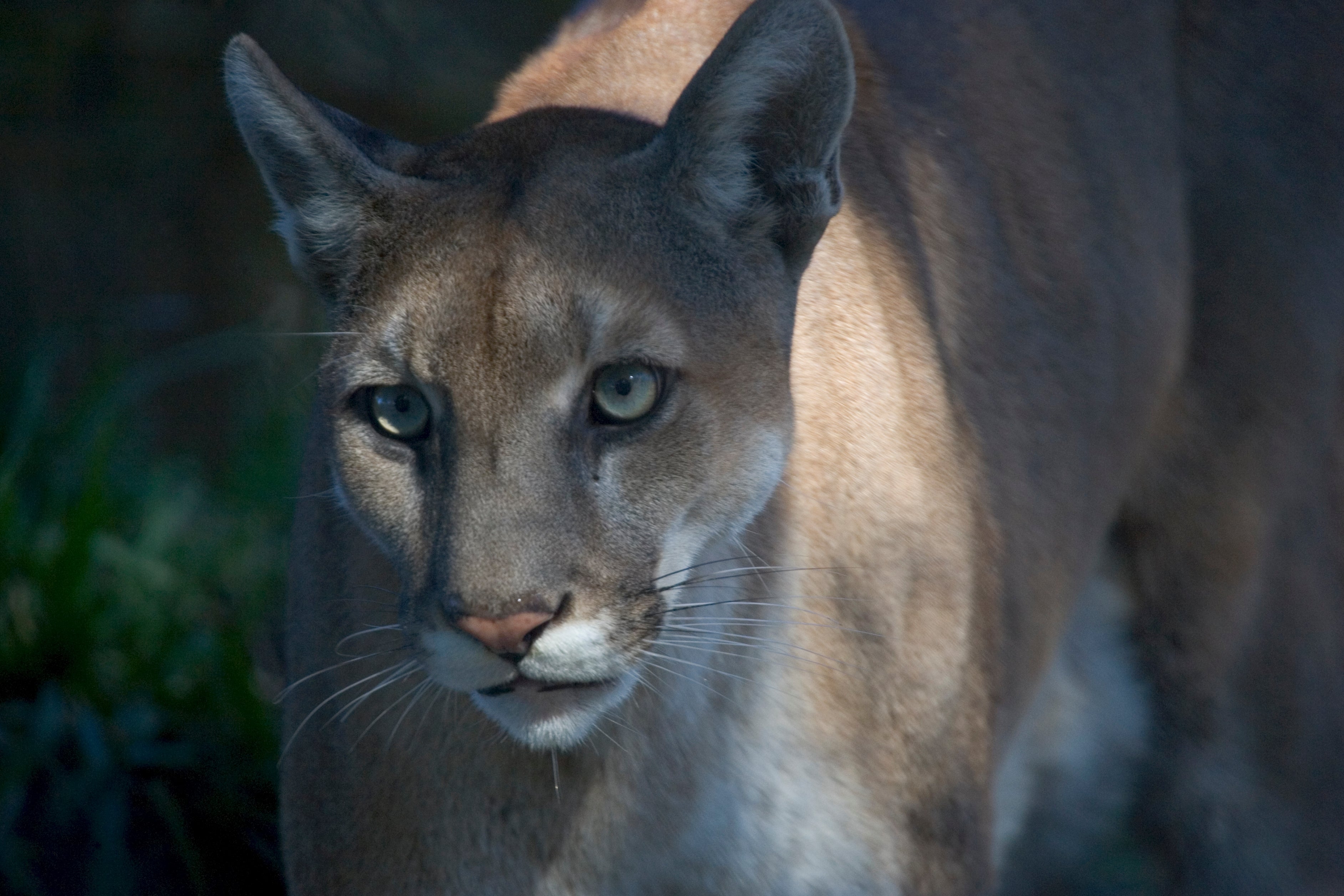 The endangered Florida panther is seen in this 2006 photo. There are only just under 230 left in the wild