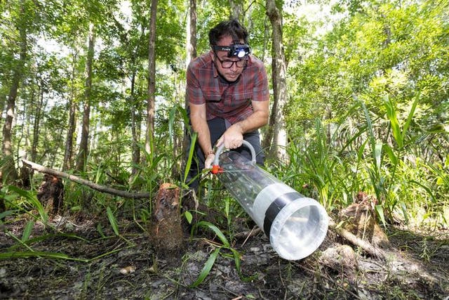 <p>University of Florida researchers have analyzed the blood of tens of thousands of Florida mosquitoes, finding the DNA of a lot of the area’s biodiversity</p>