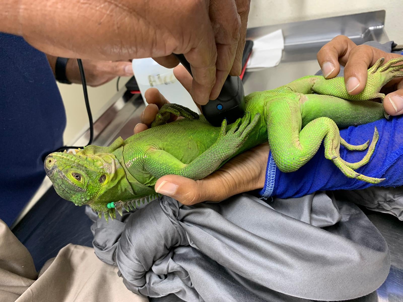 A Lesser Antillean iguana from Dominica undergoing a health screening in Dominica in 2021, before being translocated to Prickly Pear East, an islet off mainland Anguilla, as part of a species reintroduction program