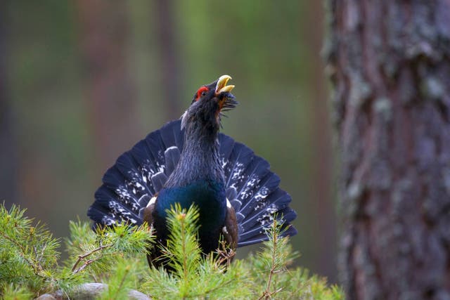 It is hoped the expansion will help species such as the capercaillie (Alamy/PA)
