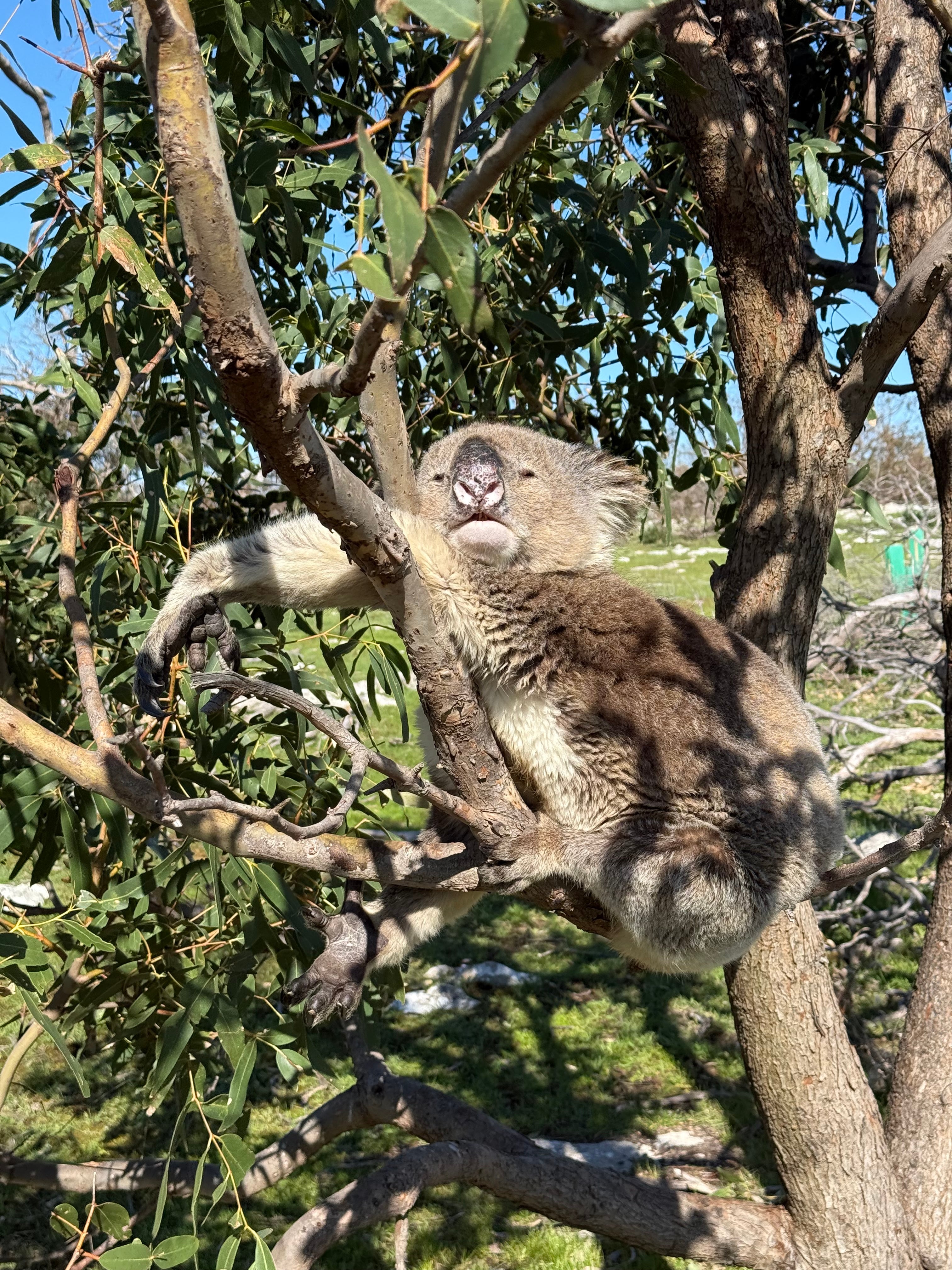 Face-to-face with a koala at Mikkara Lodge
