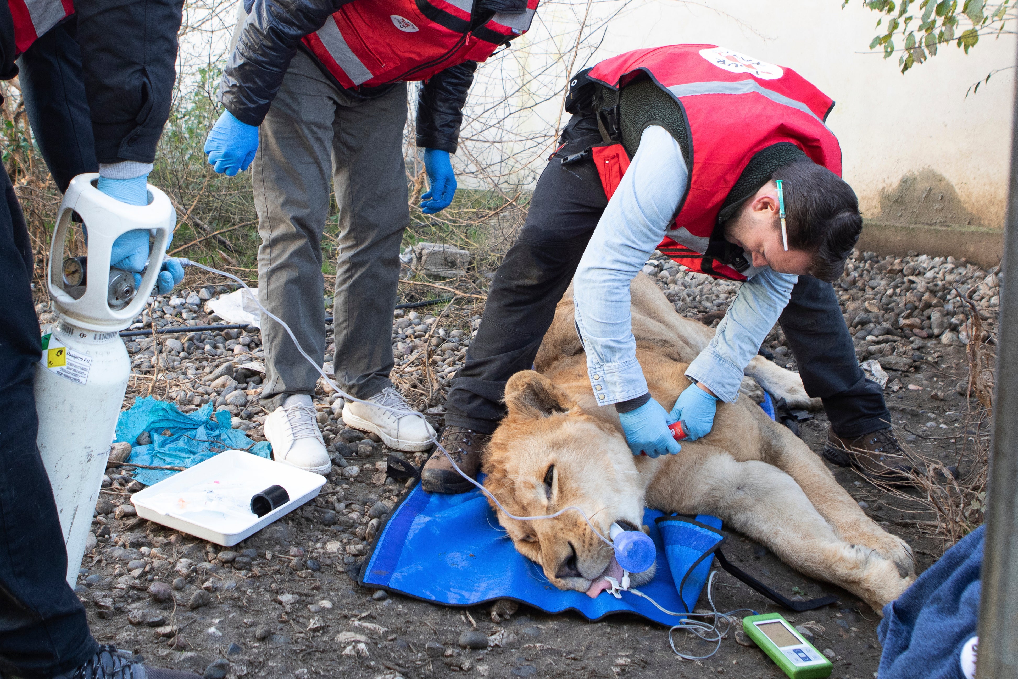 Veterinarians administered anesthesia before the animals were loaded into crates for their long trip to new homes