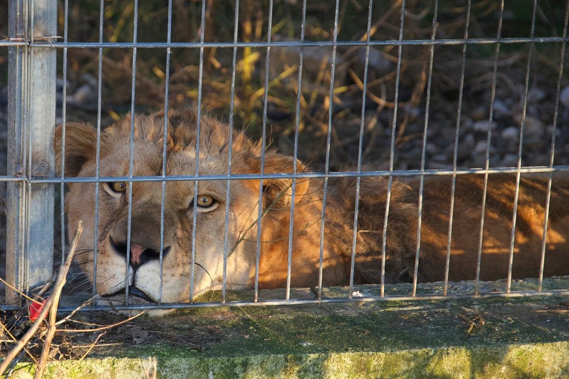 Erion, a three-year-old lion is now starting a new life hundreds of miles away in Germany