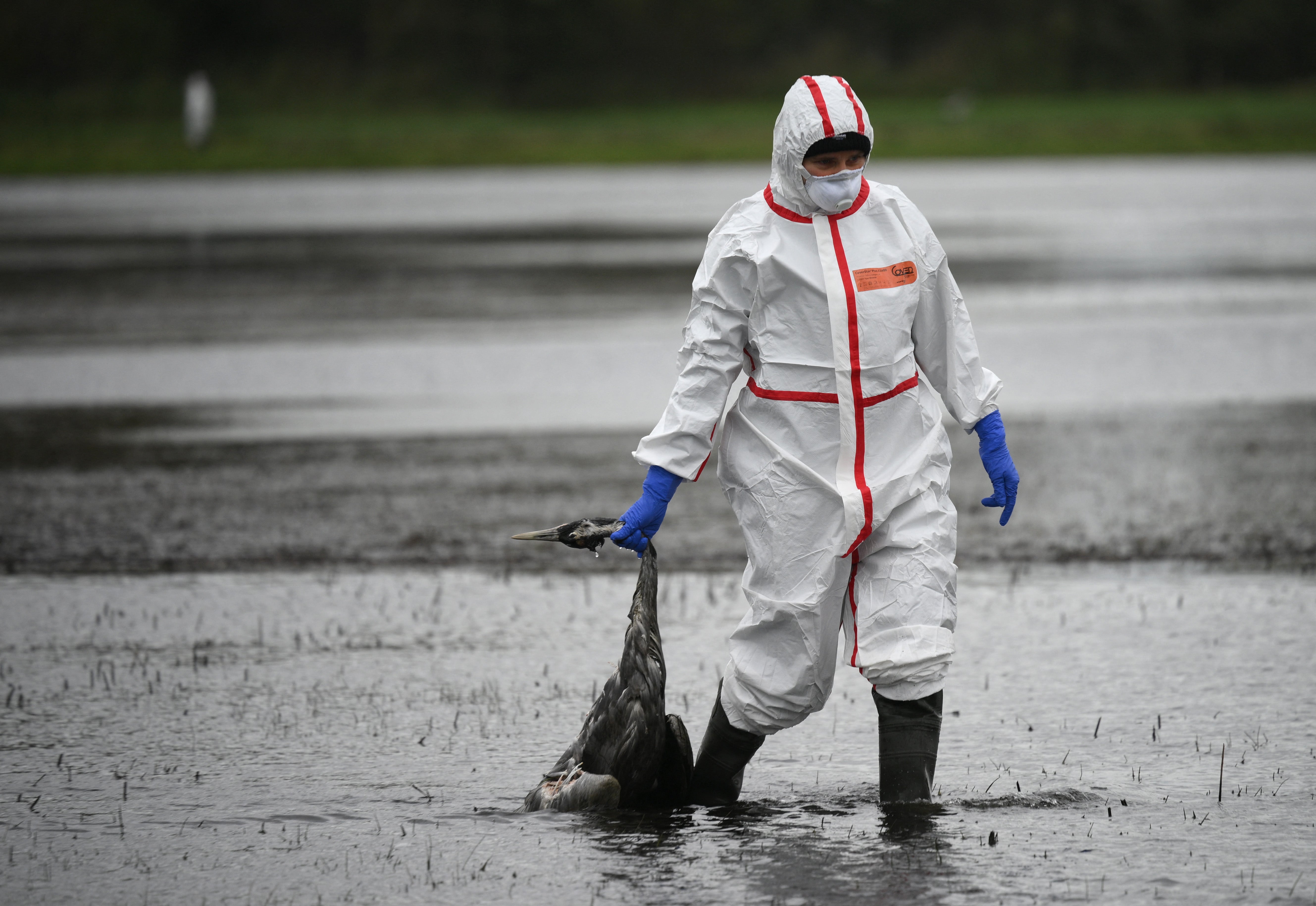 <p>A volunteer takes away a crane that presumably died from bird flu near Linum in Germany</p>