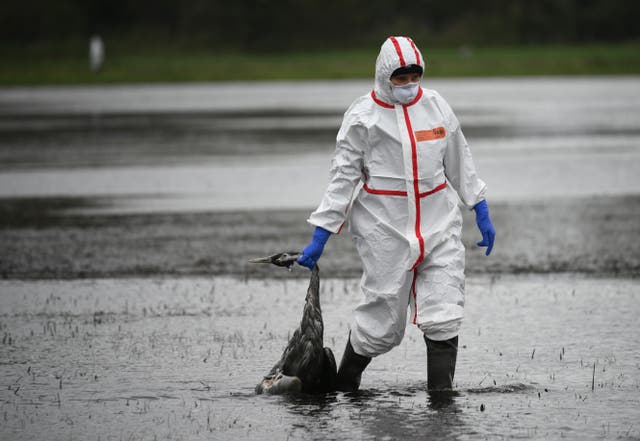 <p>A volunteer takes away a crane that presumably died from bird flu near Linum in Germany</p>