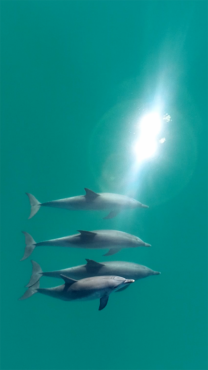 <p>Male bottlenose dolphins</p>