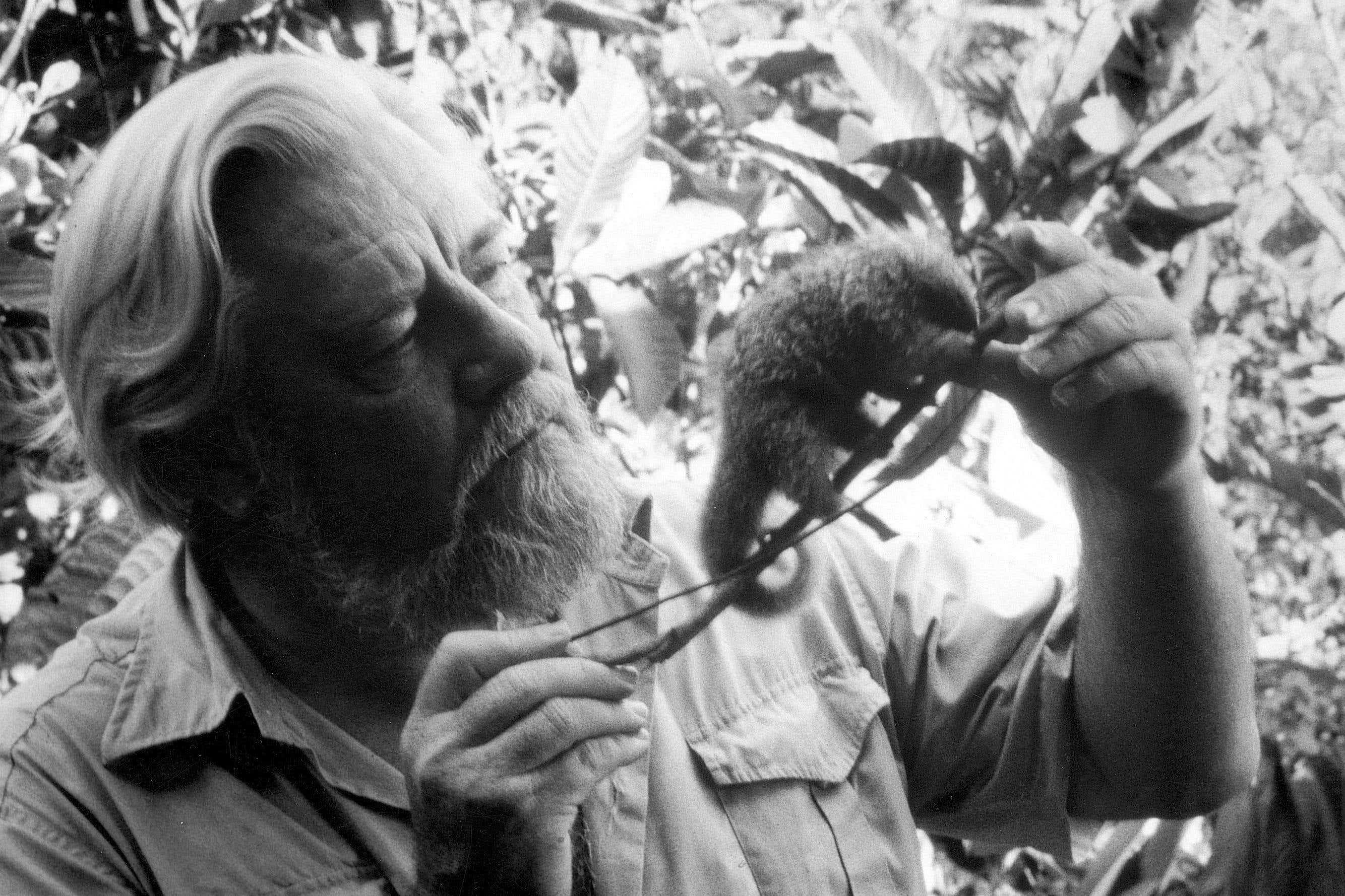 Gerald Durrell, who died in 1995, was a celebrated naturalist (Durrell Wildlife Conservation Trust)