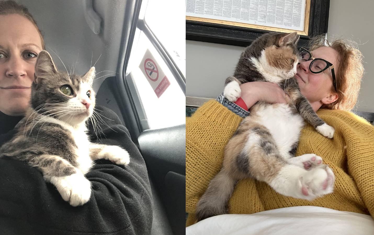 A before and after of Genevieve, found as a very small cat in 2019, and now, as a giant plush leonine creature: ‘Genevieve is now three times the size and snoring daintily next to me like a polite dragon’