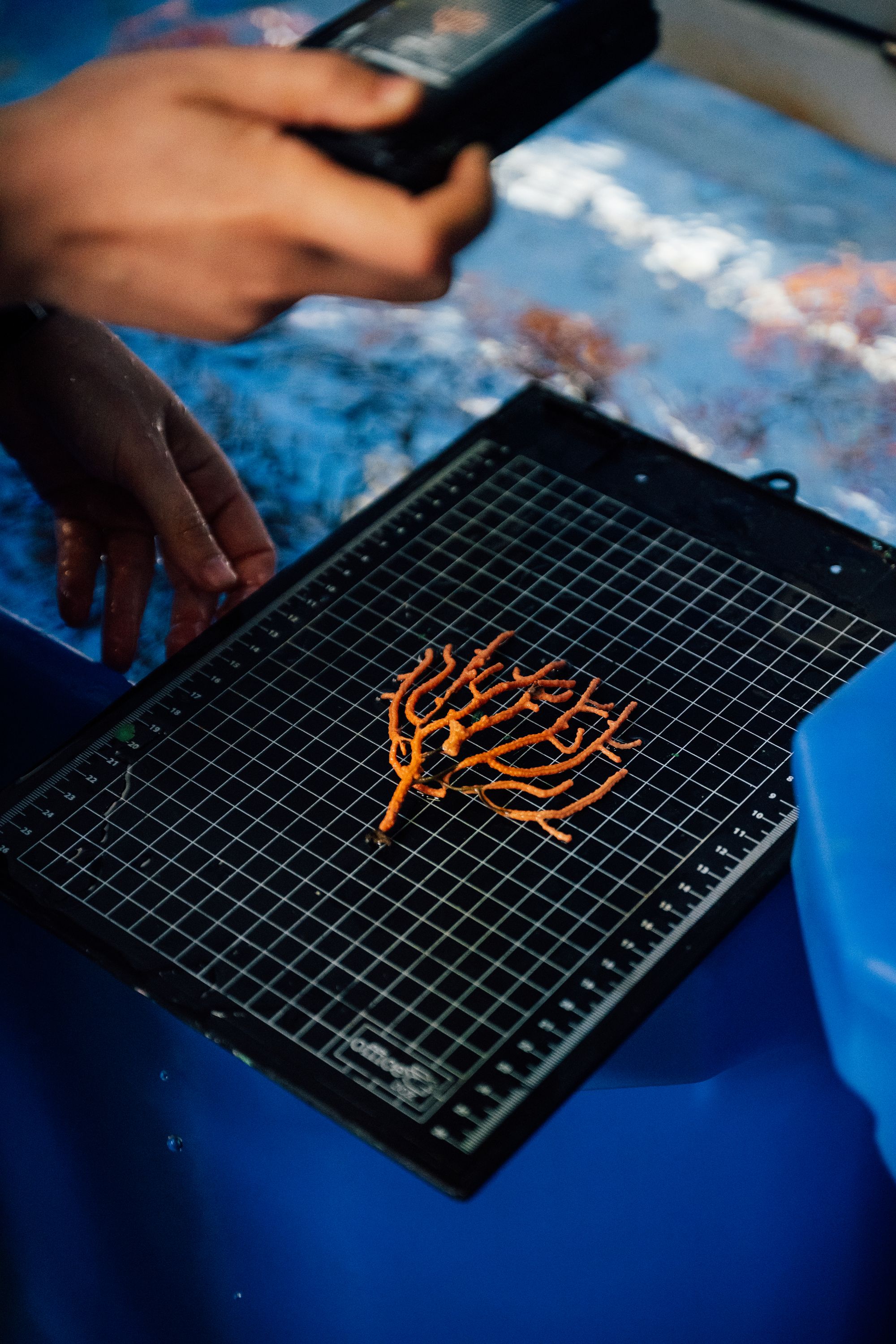 The fate of corals and sponges in the western Mediterranean is replicated elsewhere