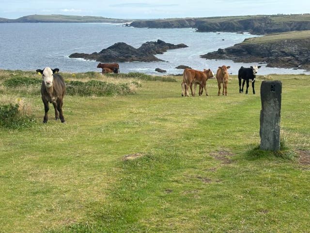 <p>The cows involved in the attacks pictured along the coastal path</p>