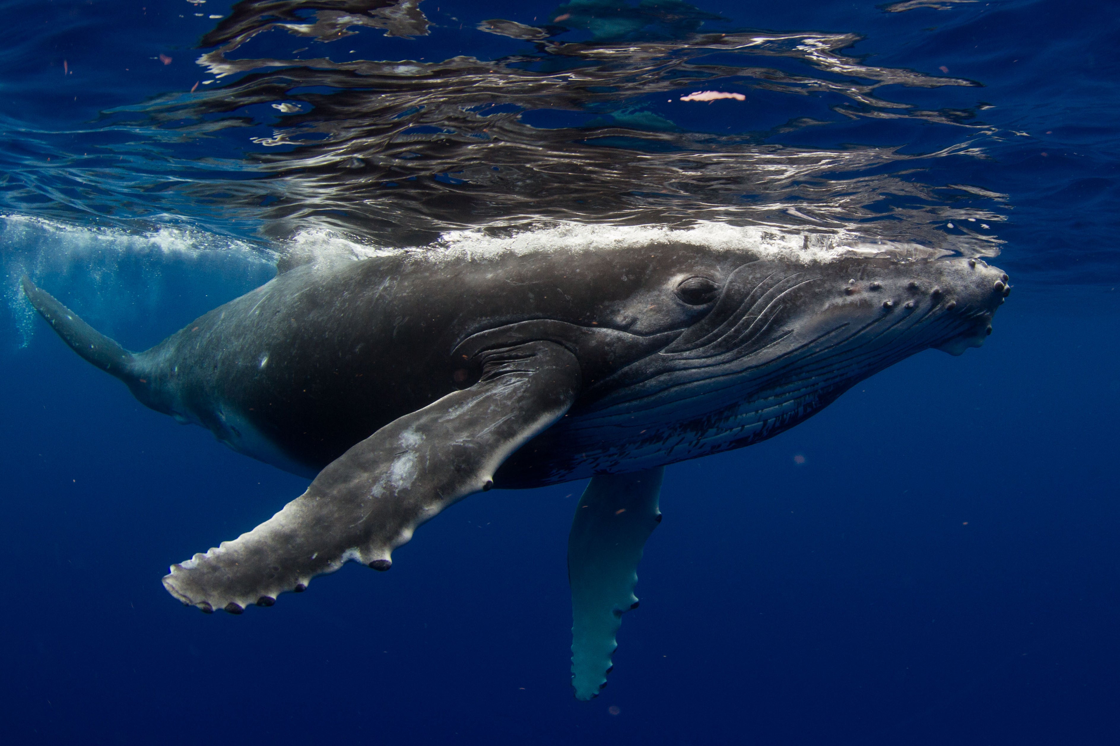 Humpback whales playing on surface in the blue between Tahiti and Moorea