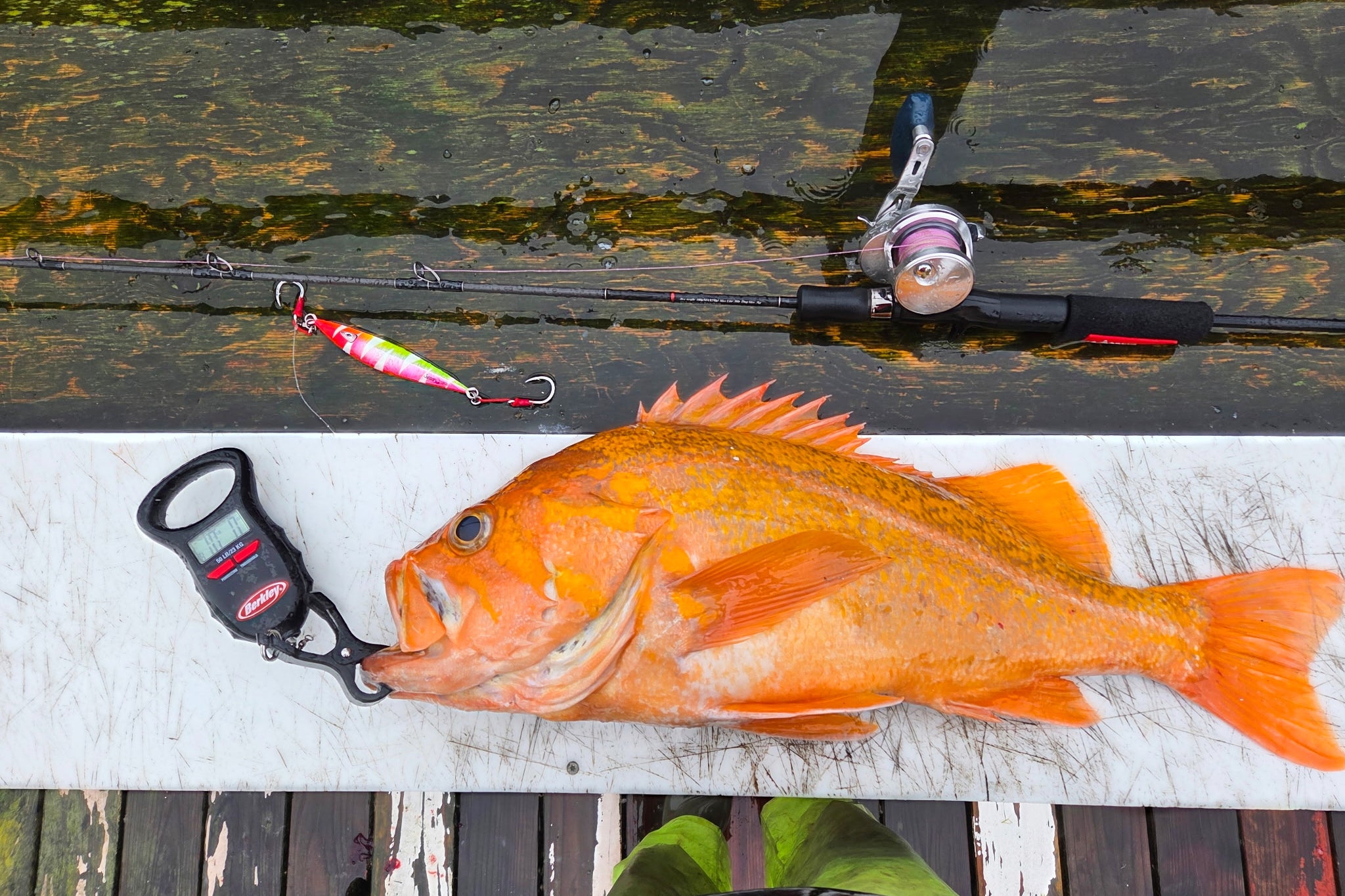 The 10.25 lbs. canary rockfish