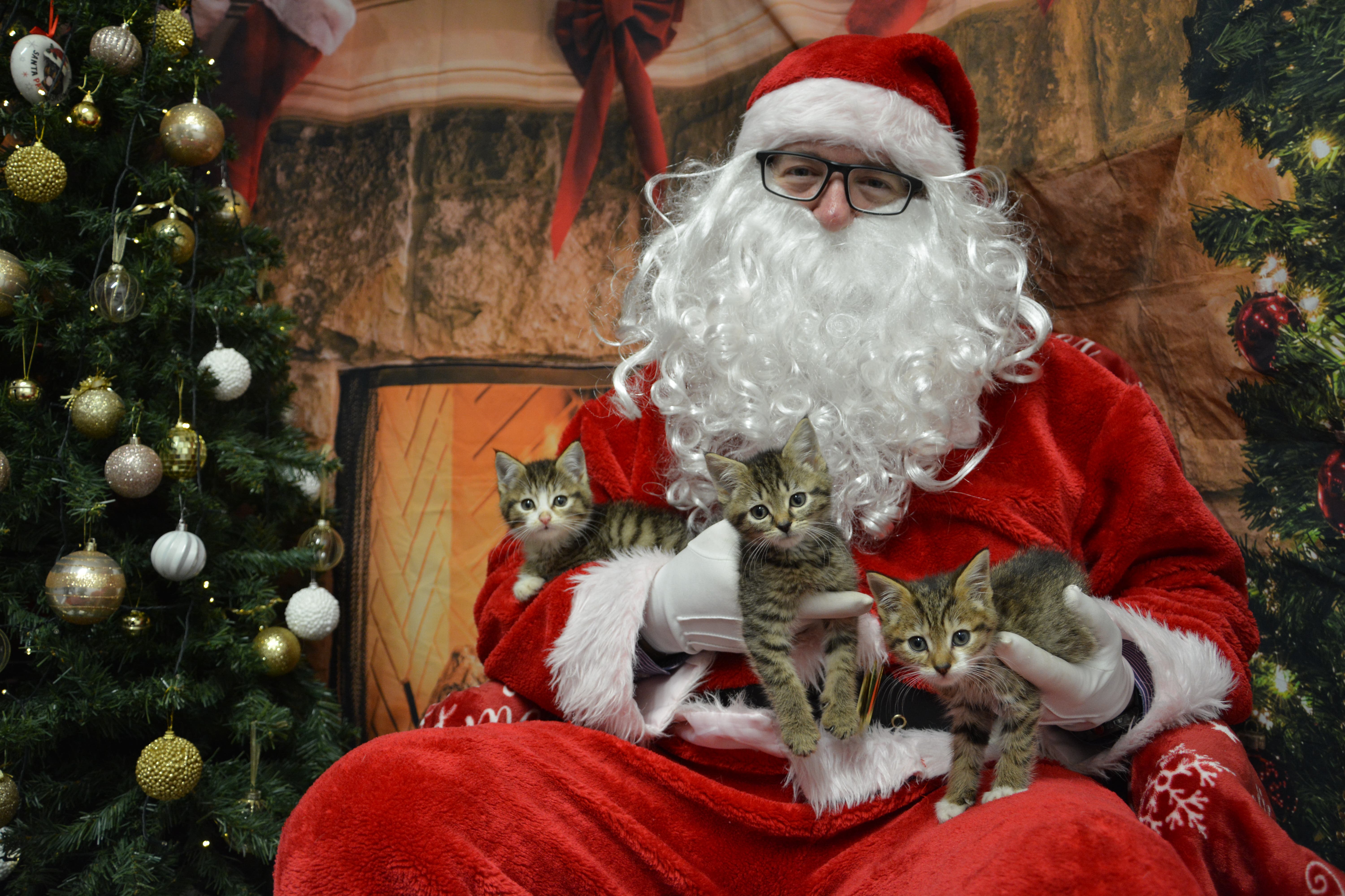 Kittens Junior, Alan and Jasper visit Santa-Paws at a festive event held by the USPCA. The charity has been awarded a £20,000 grant from The National Lottery Community Fund to support their Pet Parcel Scheme. (USPCA/PA)