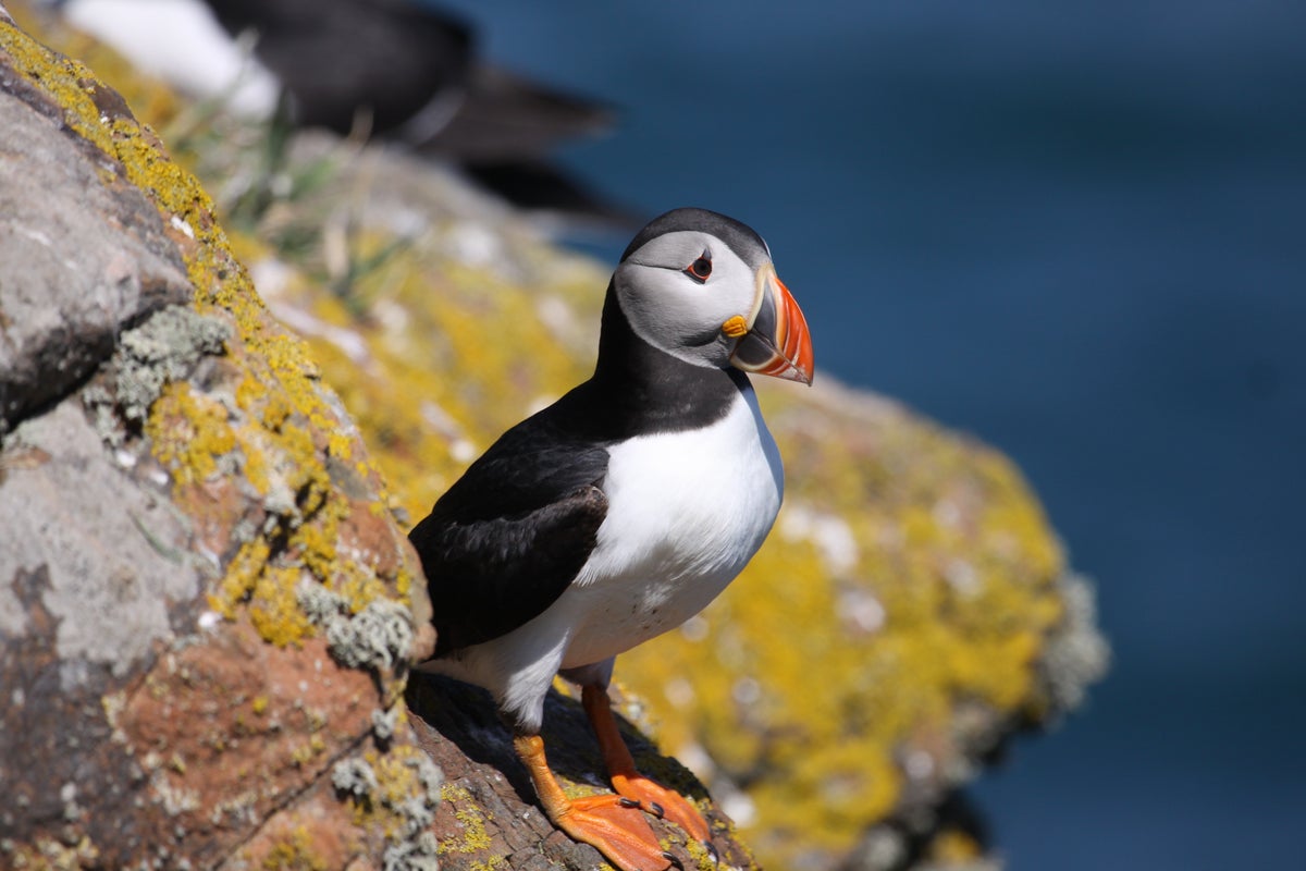 Thousands of dead puffins keep washing up on Europe’s beaches. Here’s why