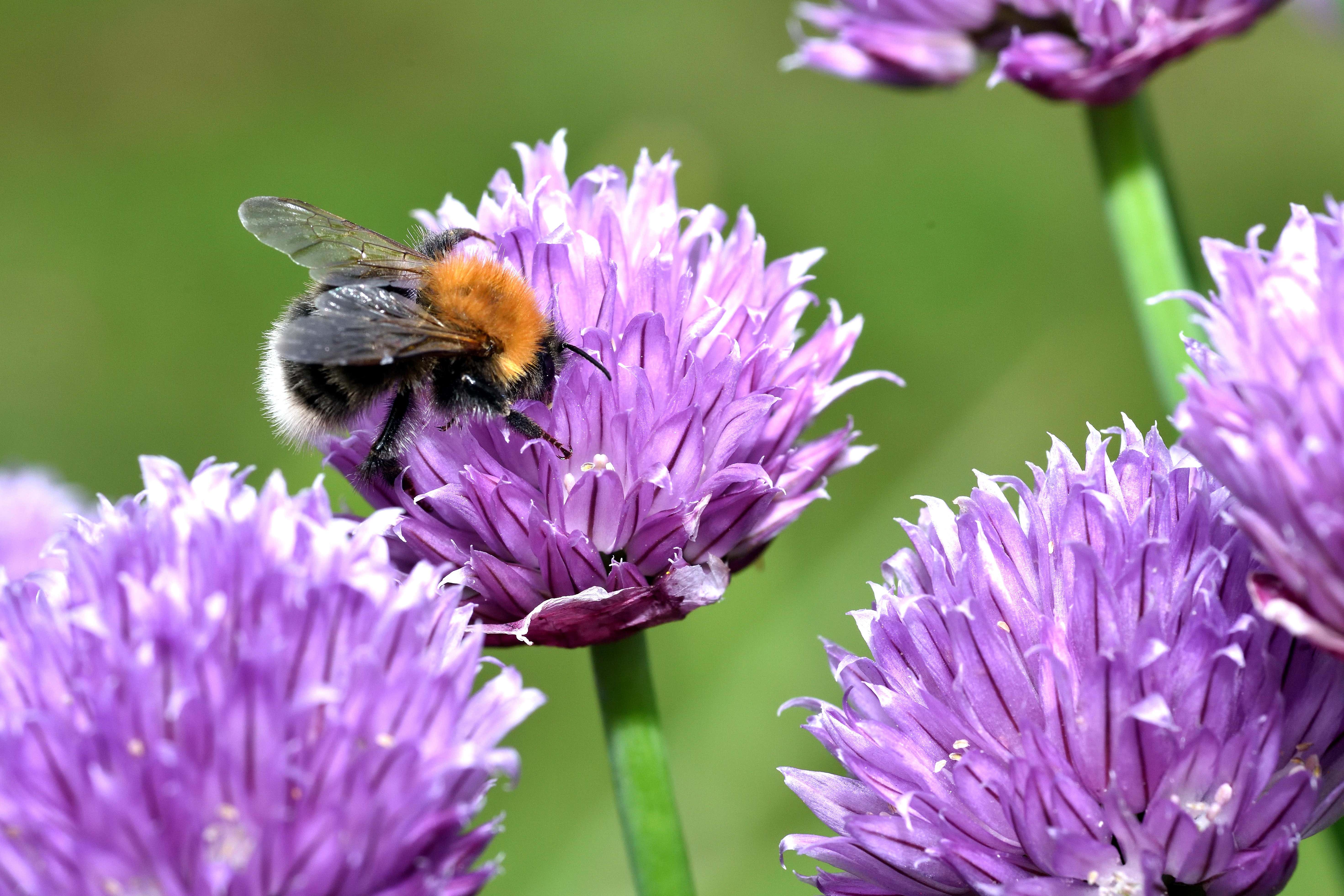 Expert tips to garden more sustainably – from going peat-free to no-digging (Alamy/PA)