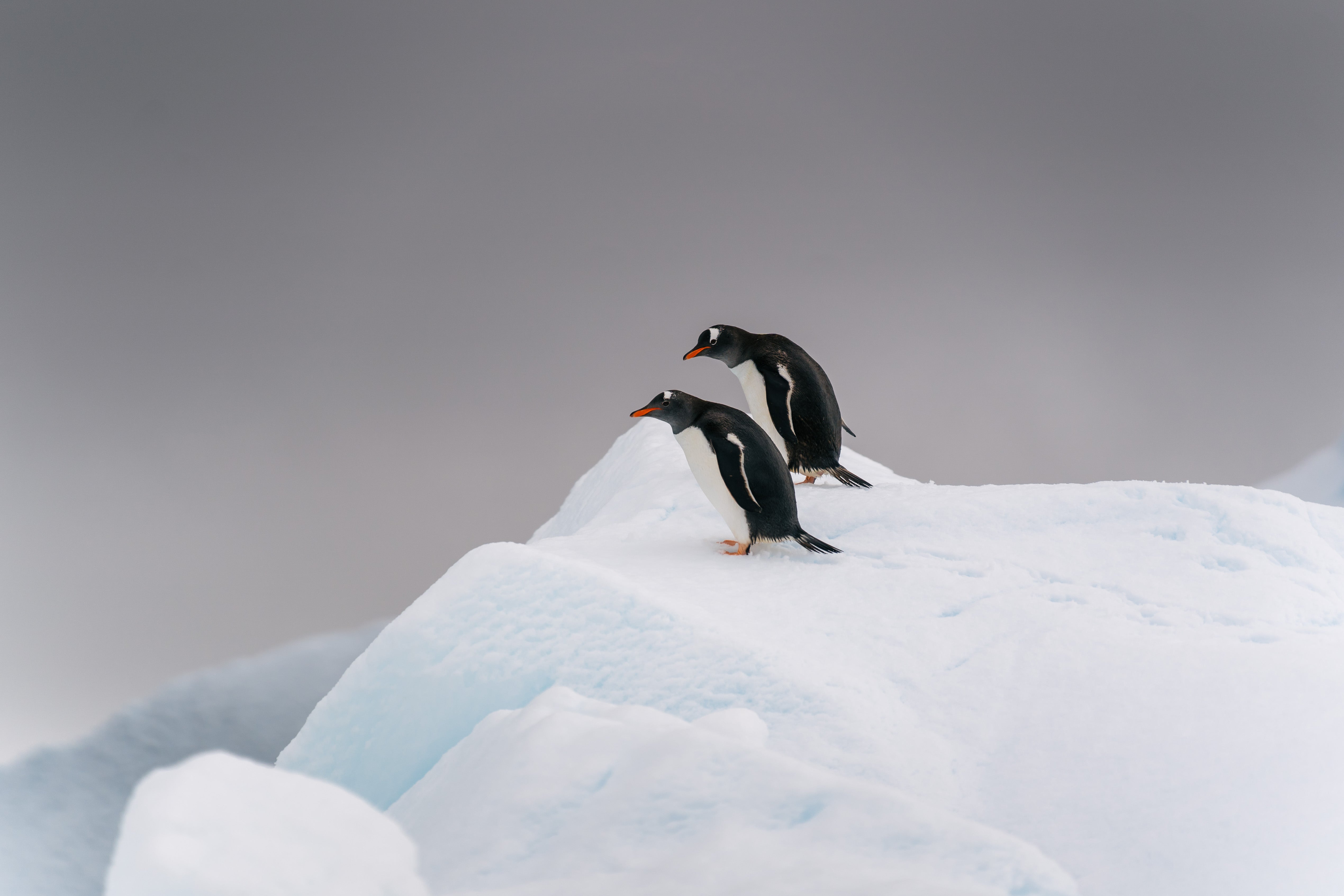 Meet the locals in Antarctica with HX Expeditions
