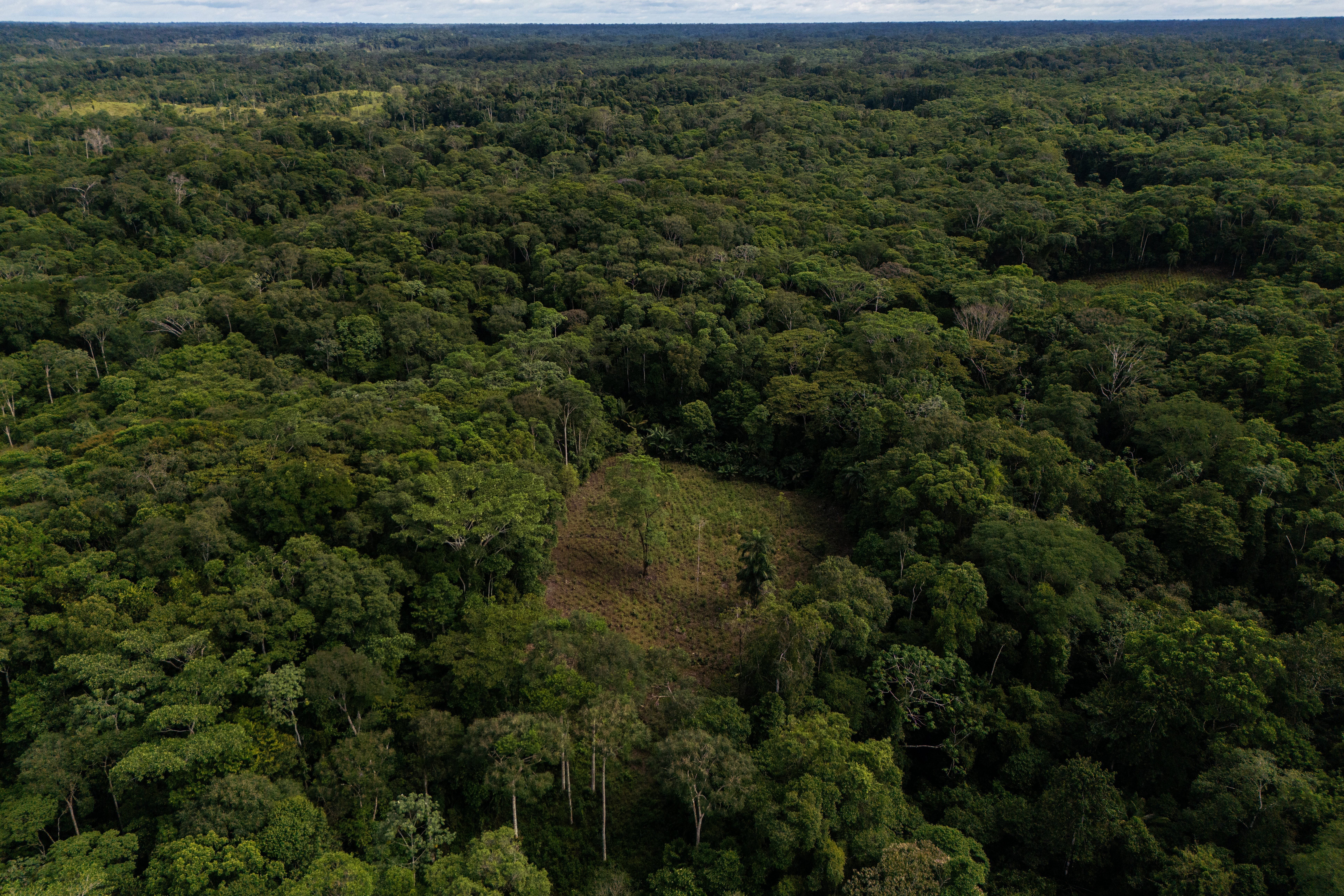 A coca crop is visible on the outskirts of Puerto Asis, Colombia, Nov. 26, 2025. (AP Photo/Ivan Valencia, File)