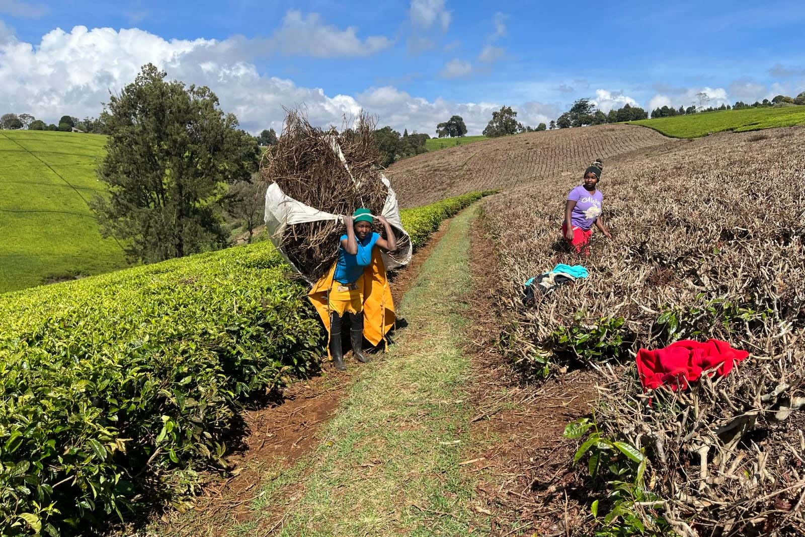 Workers on the Rirara Tea Estate in Kenya (Compact Syngas Solutions/PA)