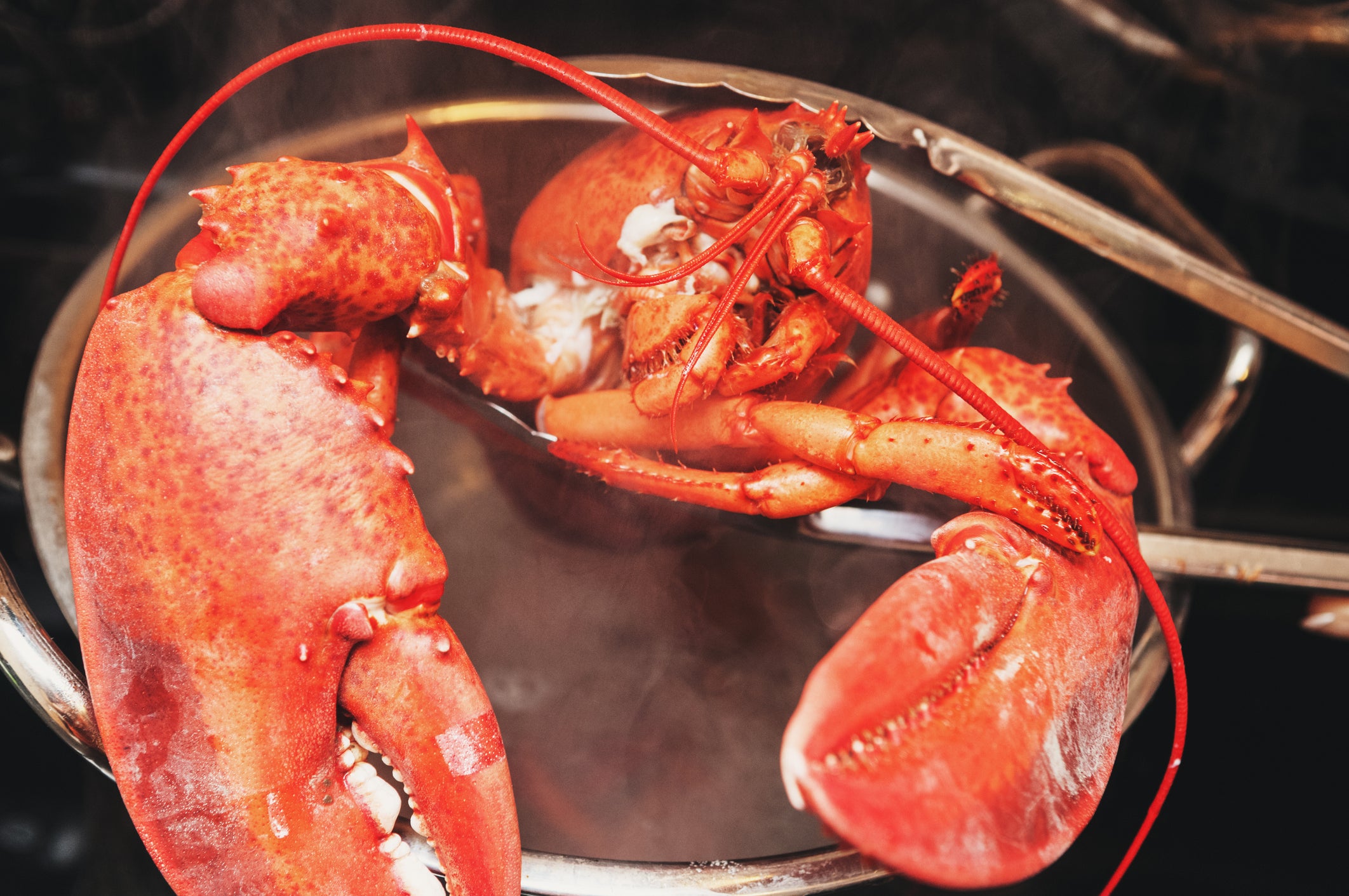Lobsters were deemed ‘sentient beings capable of experiencing pain and suffering’