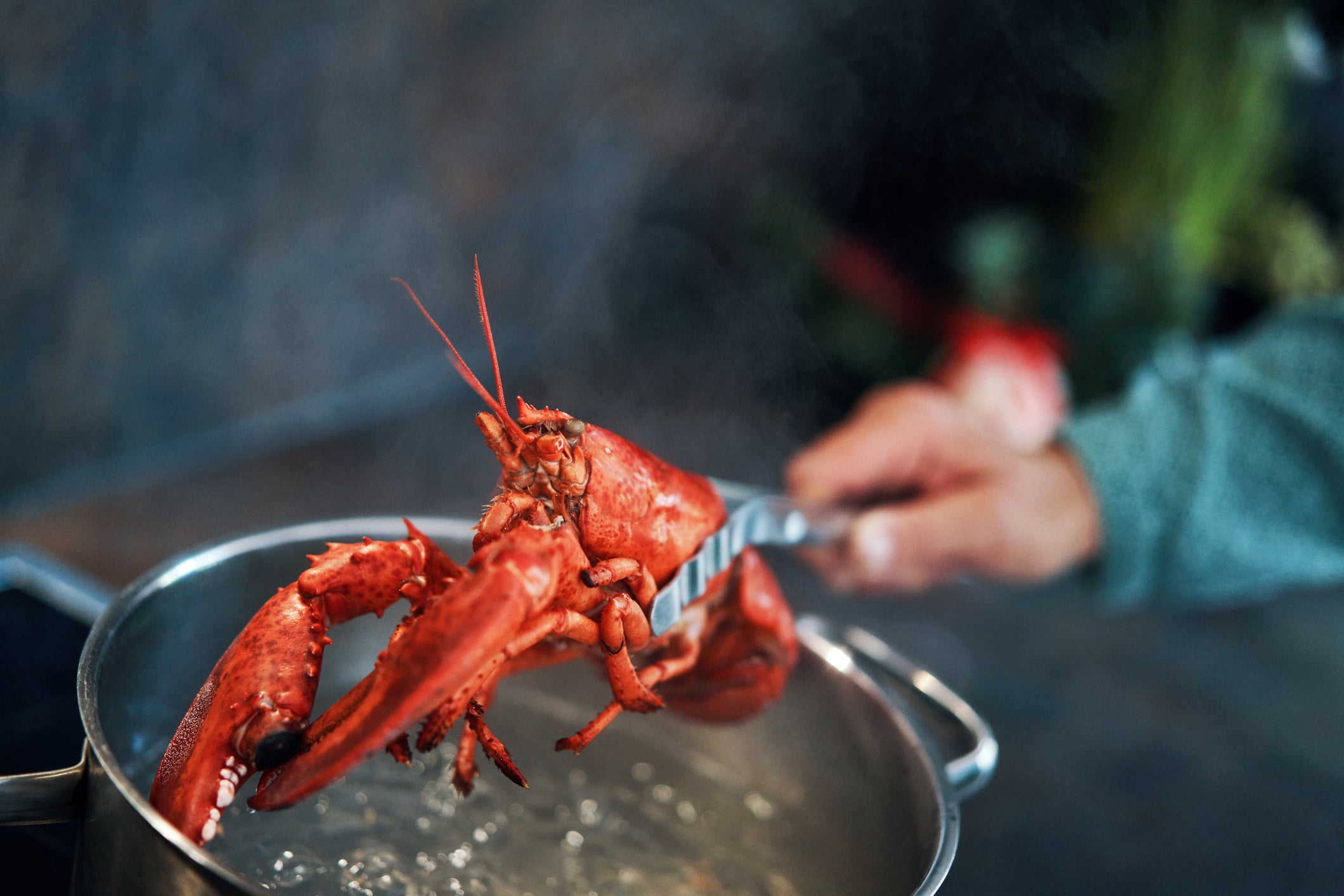Boiling live lobsters will be banned by the government