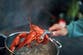 Boiling live lobsters to be banned in animal rights reforms