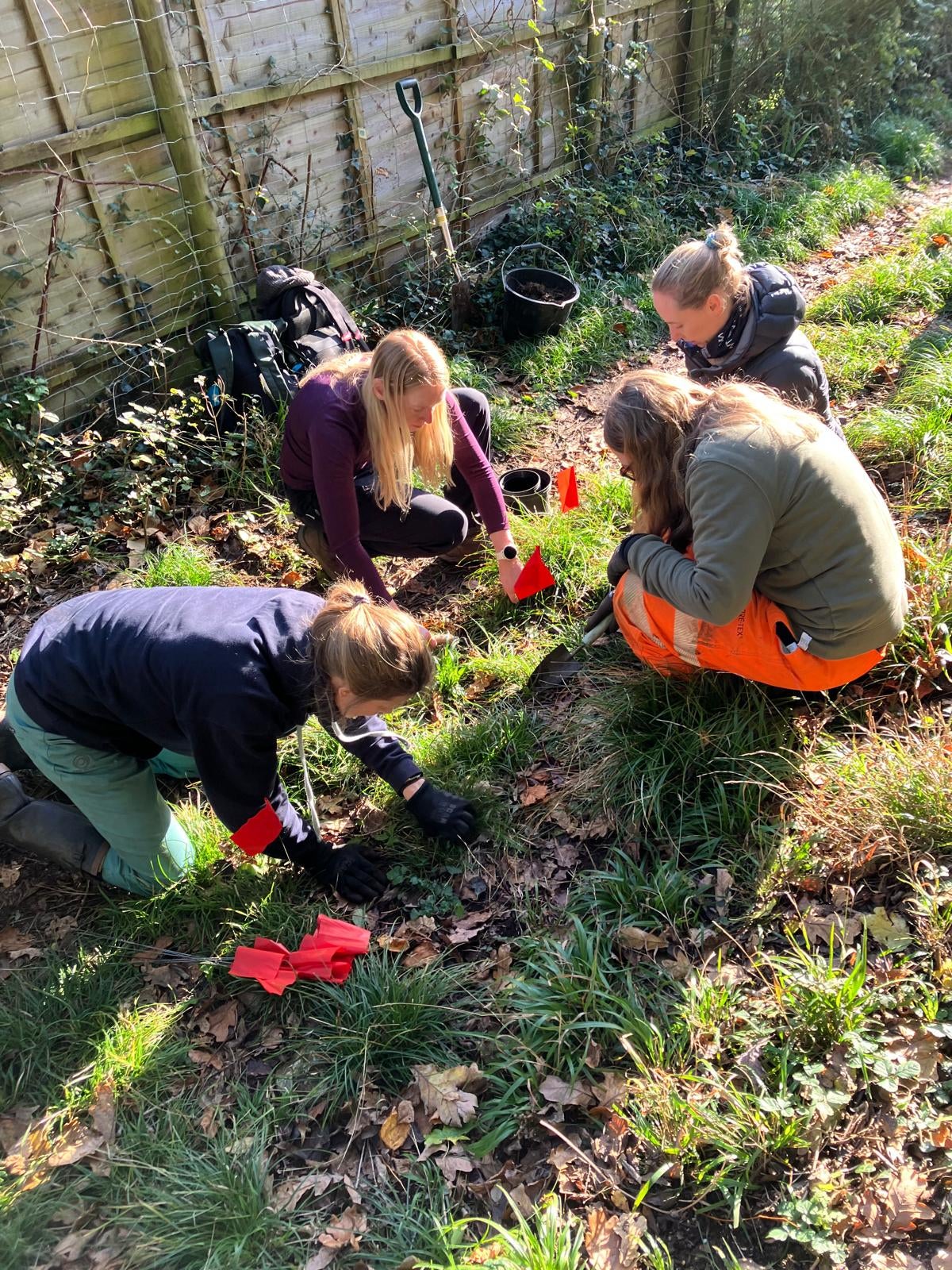 The Species Recovery Trust safely removing starved wood-sedge (Carex depauperate)