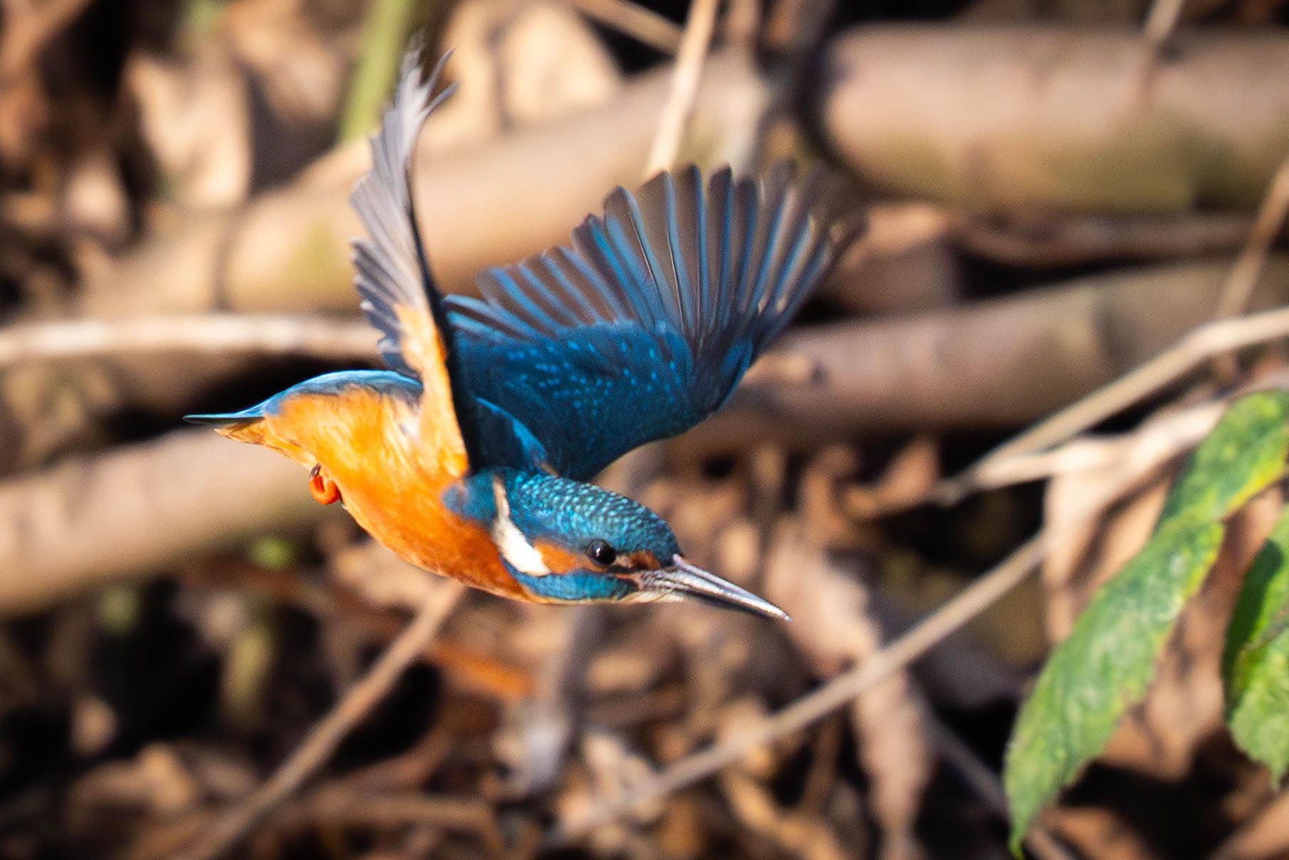 A Kingfisher takes off amid brisk weather in the UK at Christmas (James Manning/PA)