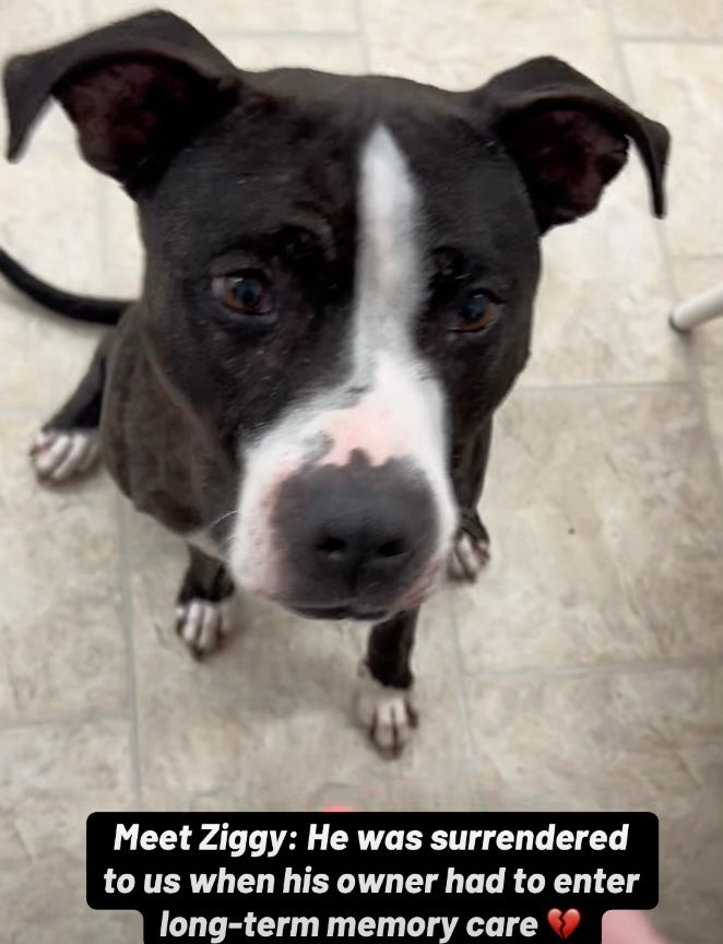 Toby had been renamed Ziggy when he was given to the rescue. He has found his way to his original owner just in time for Christmas.