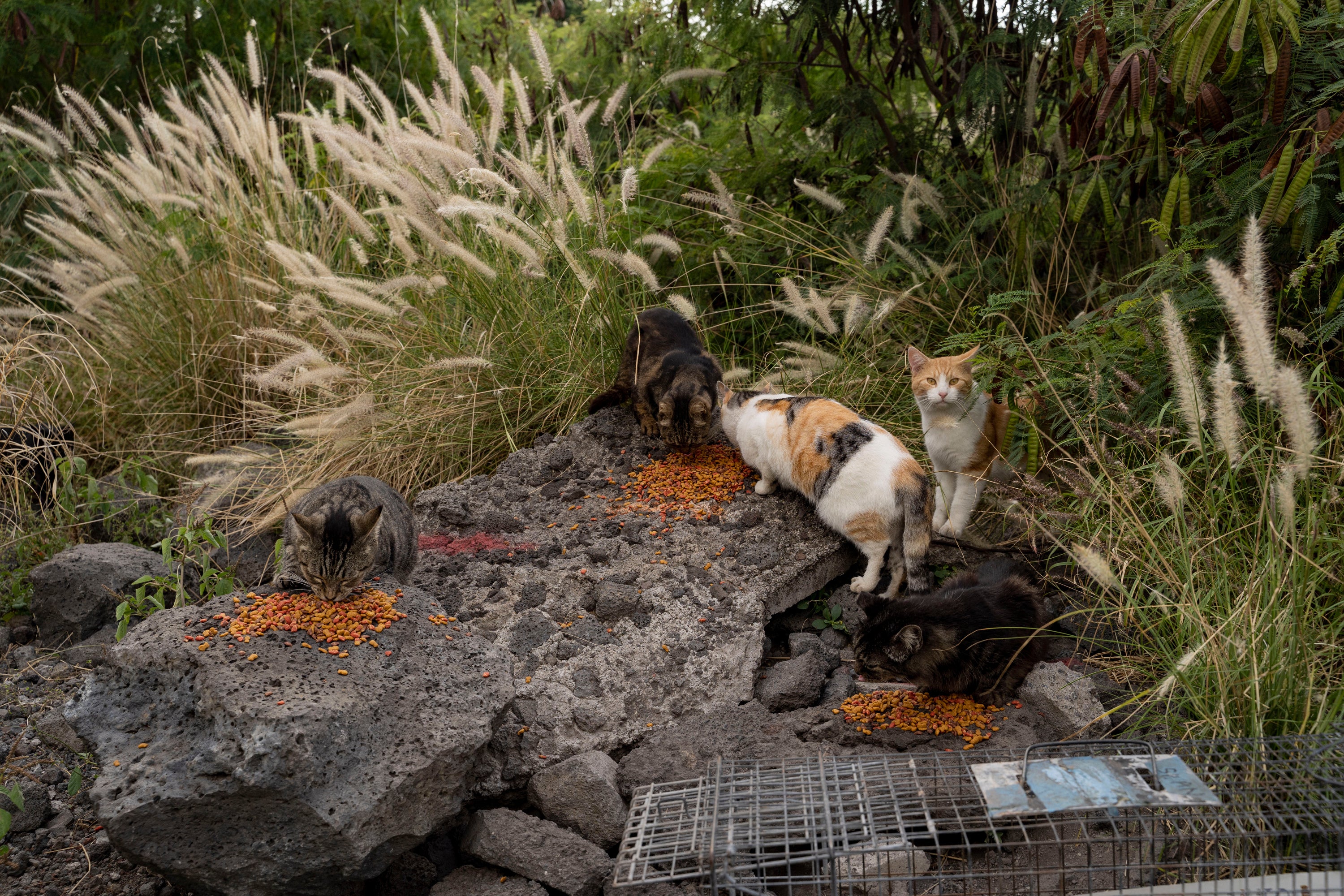 Feeding Cats-Hawaii