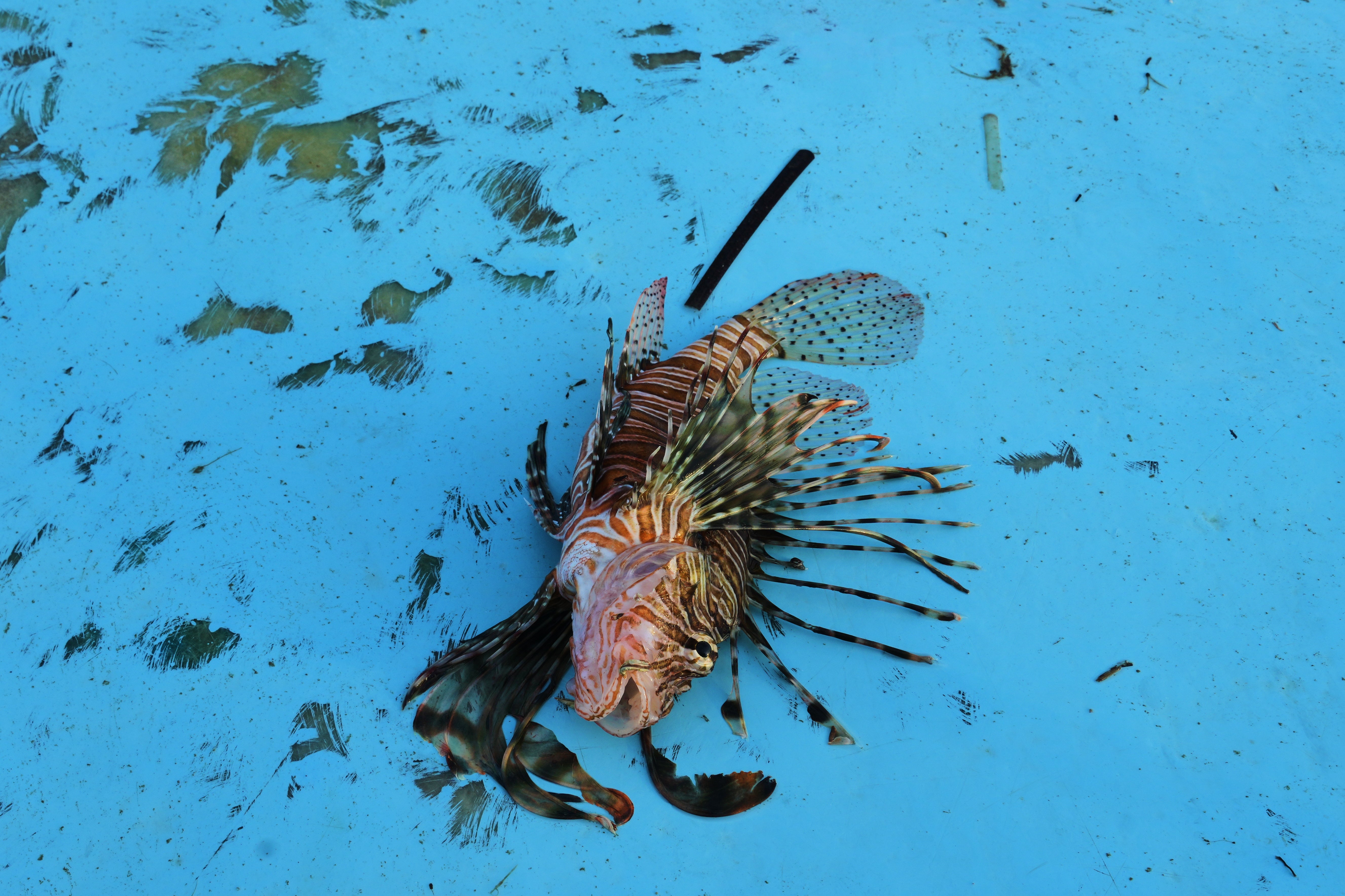 A lionfish on a fishing boat