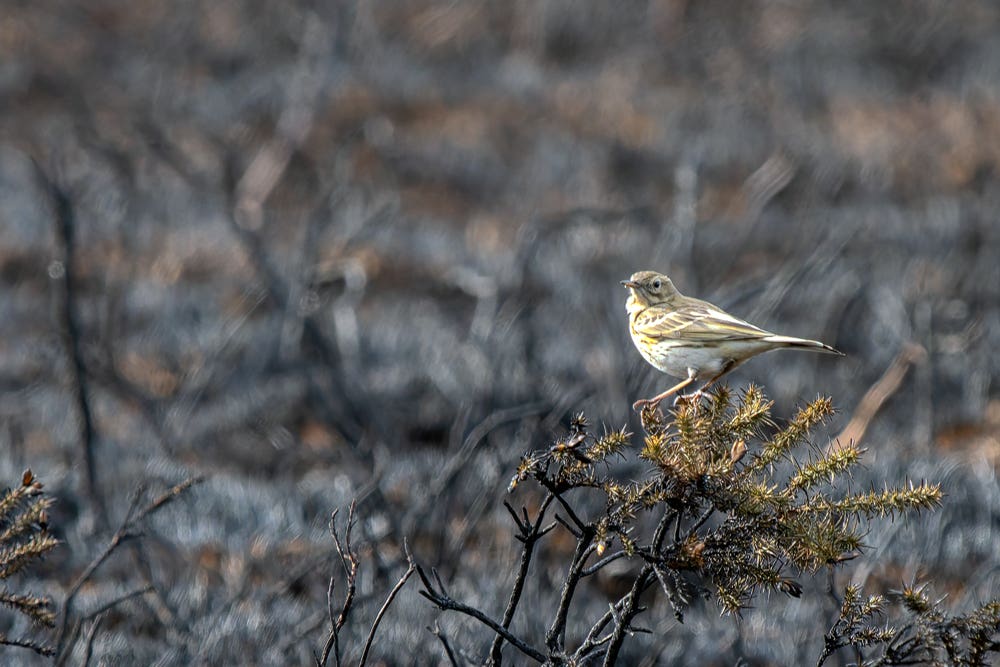 Meadow pipit on Trentishoe, Exmoor, one of the many places hit by wildfire this year (National Trus/Barry Edwards/PA)
