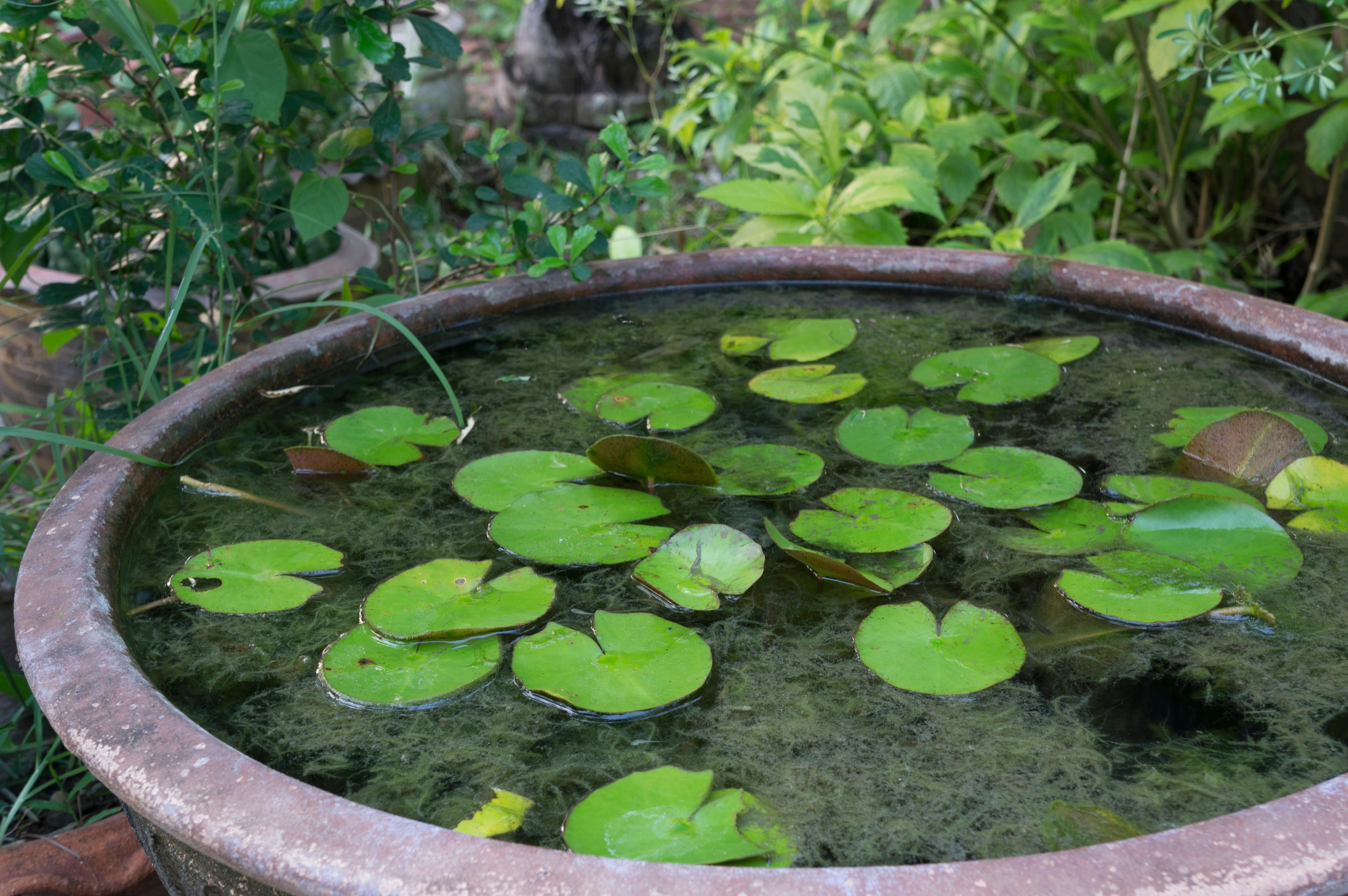 All animals need water - and bats are not exception