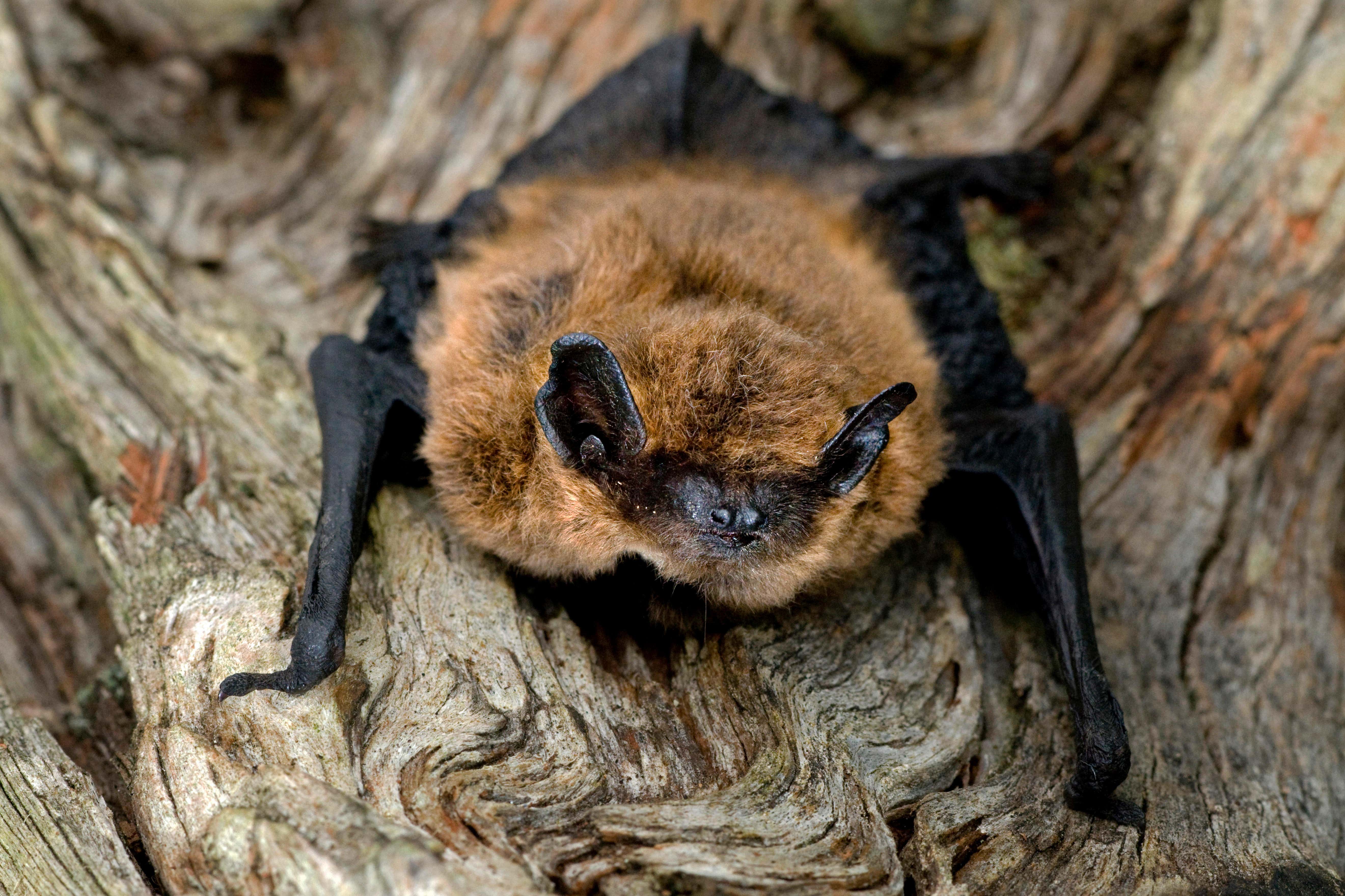 A common pipistrelle bat as found in many English gardens