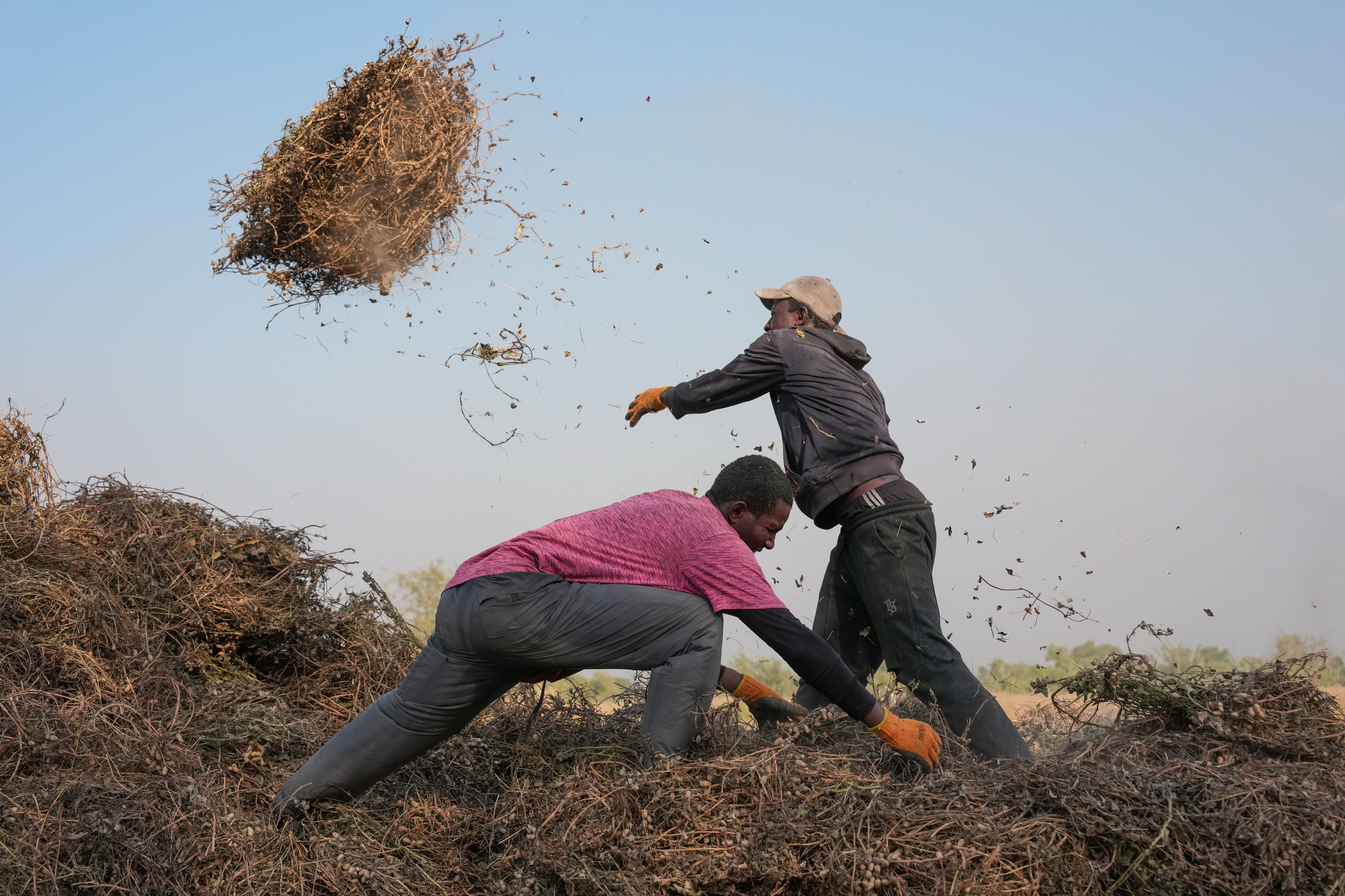 Senegal Young Farmers