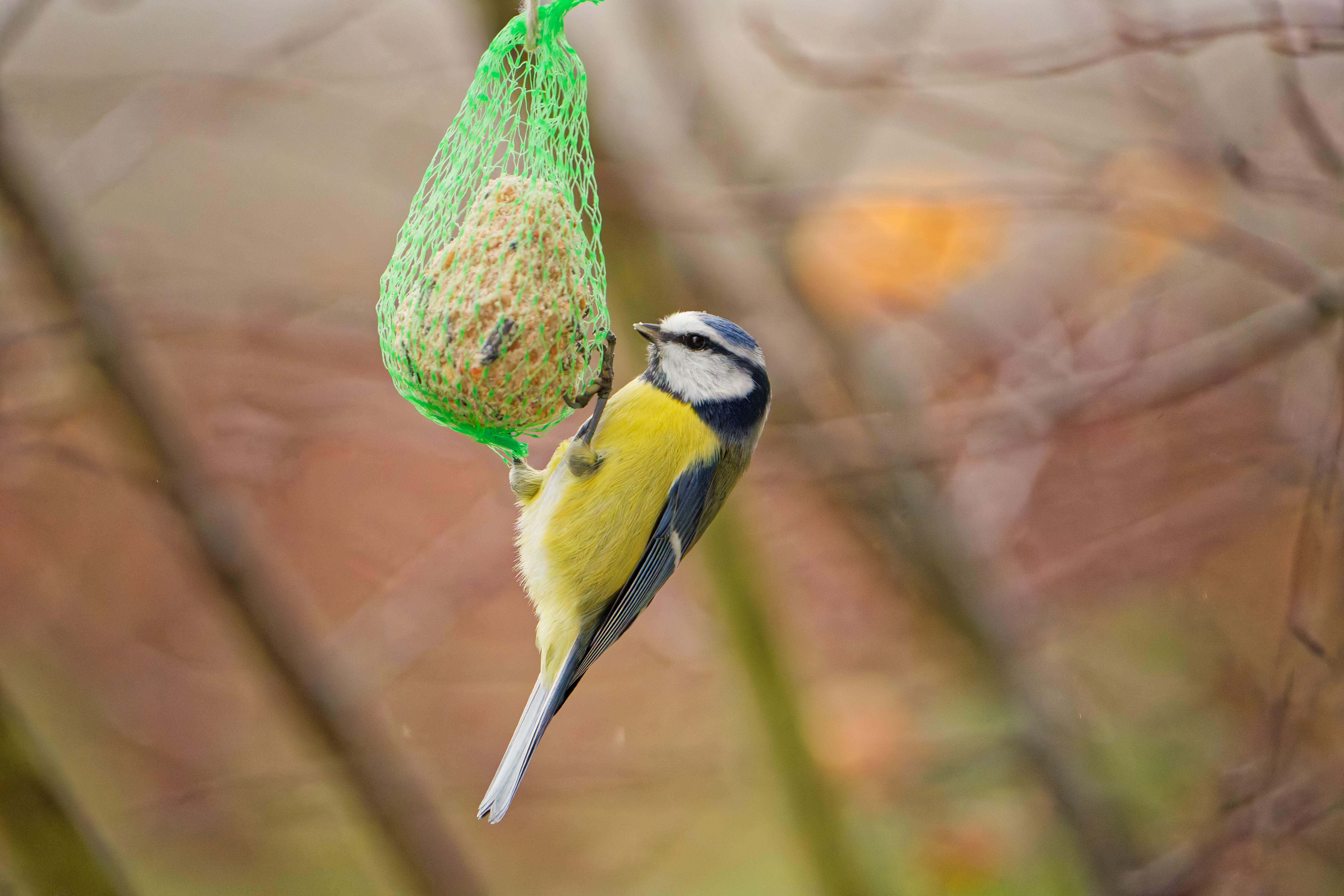 A blue tit feeds on a suet ball. Netting can trap the birds’ beaks or feet