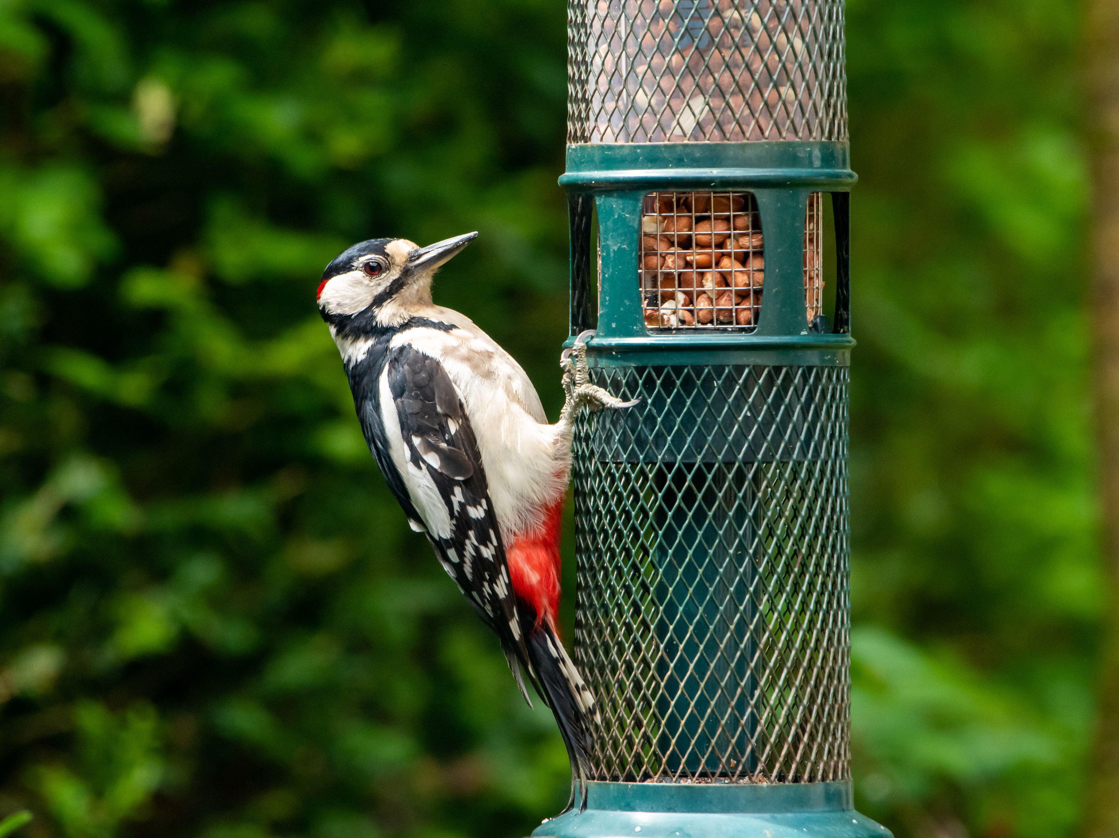 Woodpeckers are partial to a snack of peanuts